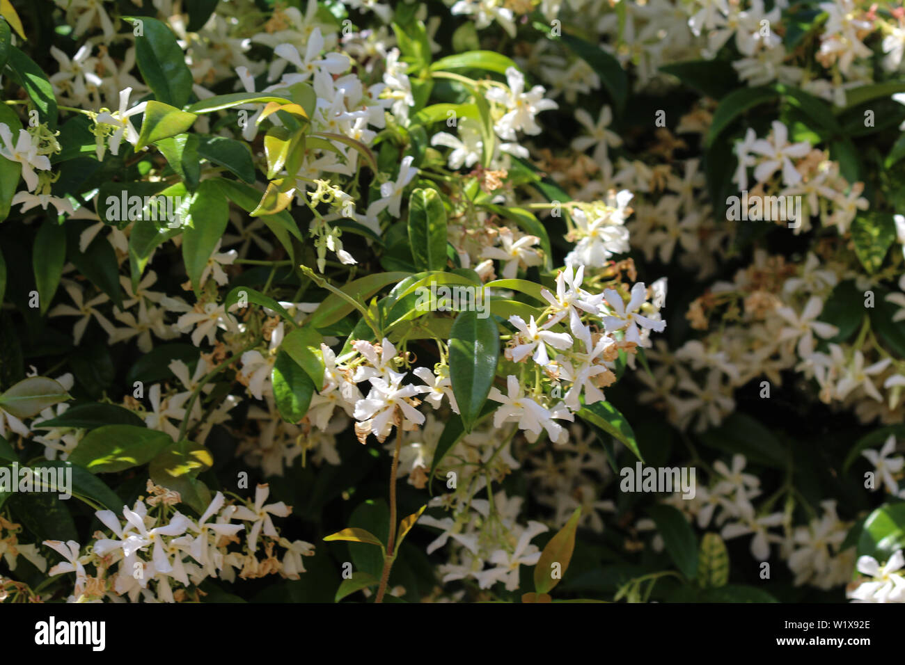close up of Trachelospermum jasminoides, Common names include confederate jasmine, southern jasmine, star jasmine, confederate jessamine, and Chinese Stock Photo