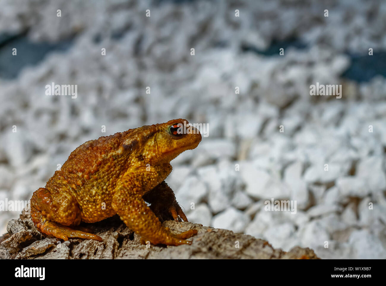 Common toad in front of white background Stock Photo
