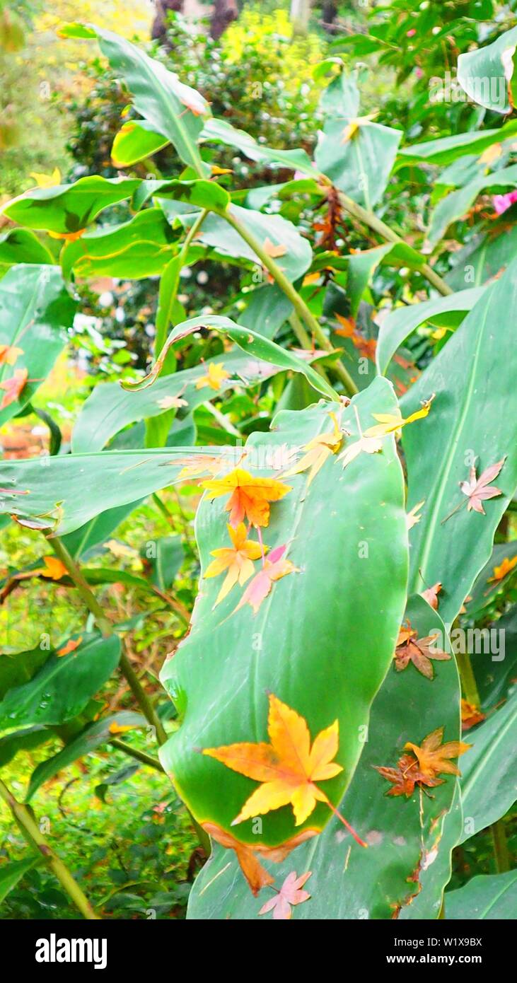 The damp broad leaves of a large wild ginger catch and hold fallen maple leaves in early winter Stock Photo