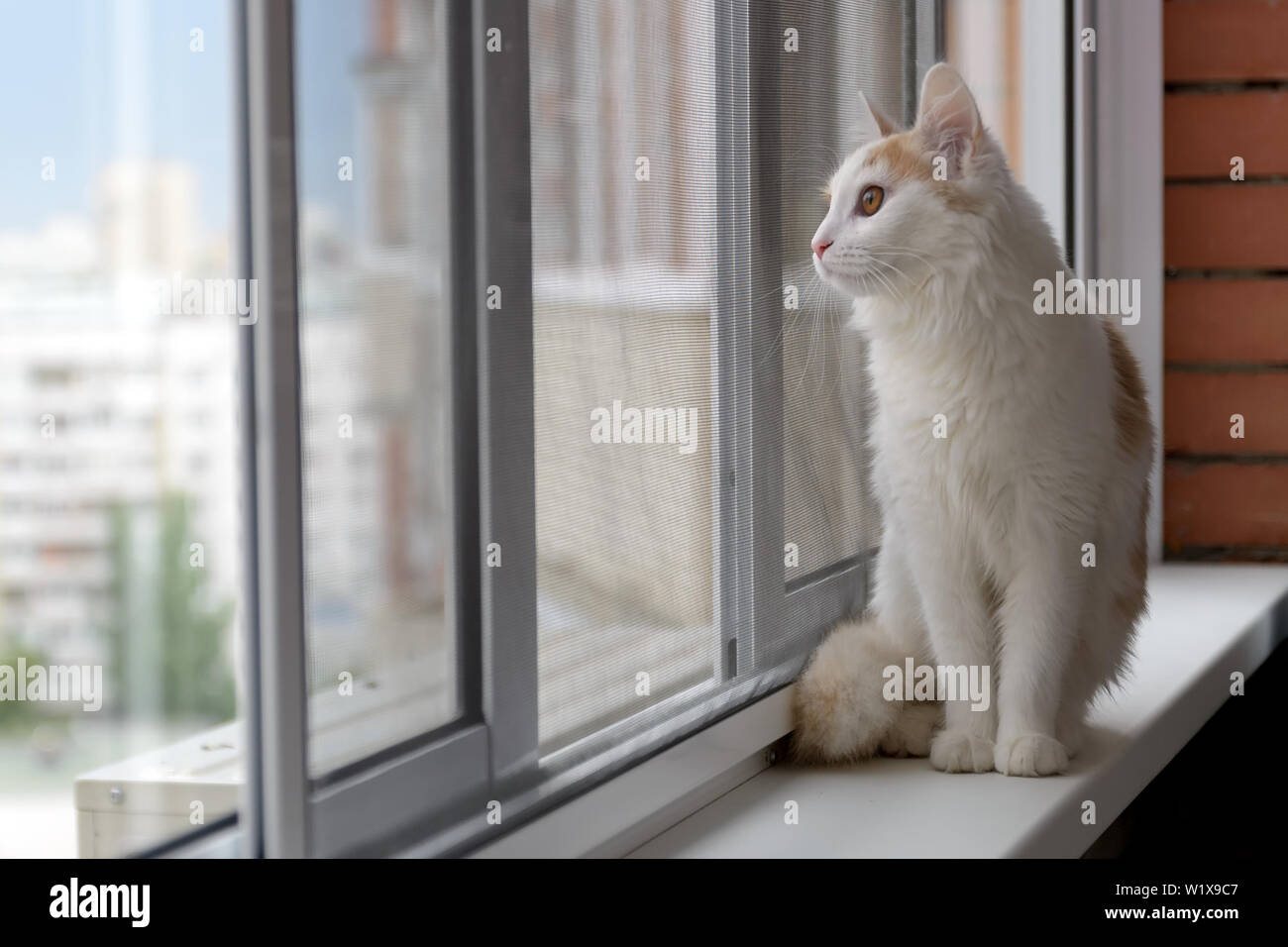 The Cat Walks Along The Window Walking On The Windowsill Stock Photo Alamy