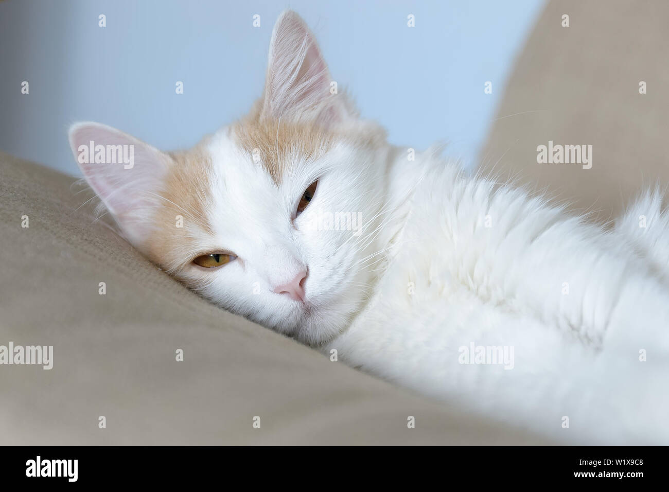 Beige white cat lies in the armchair. asleep Stock Photo