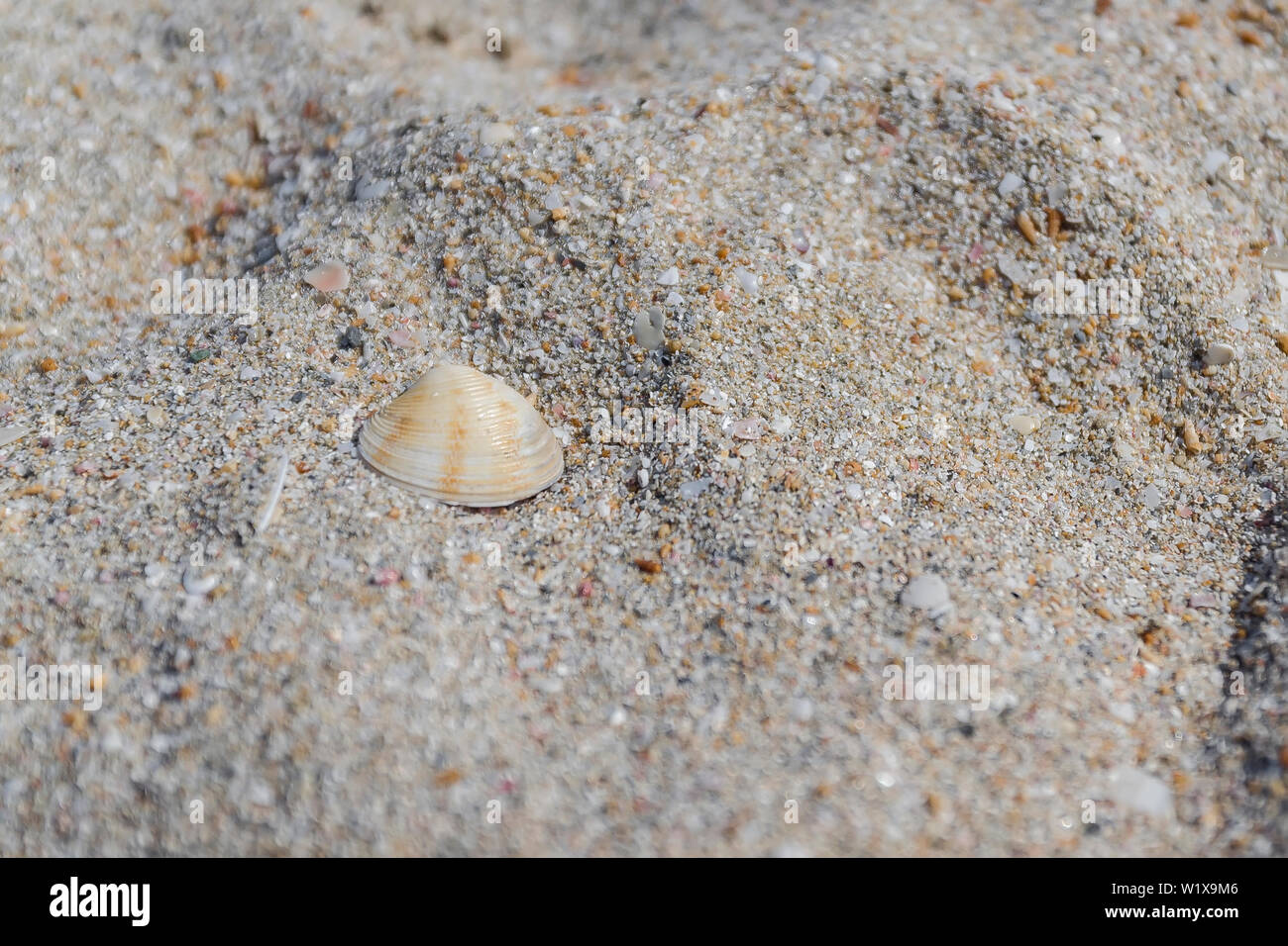 Lonely shell on a sandy beach. Macro Stock Photo - Alamy