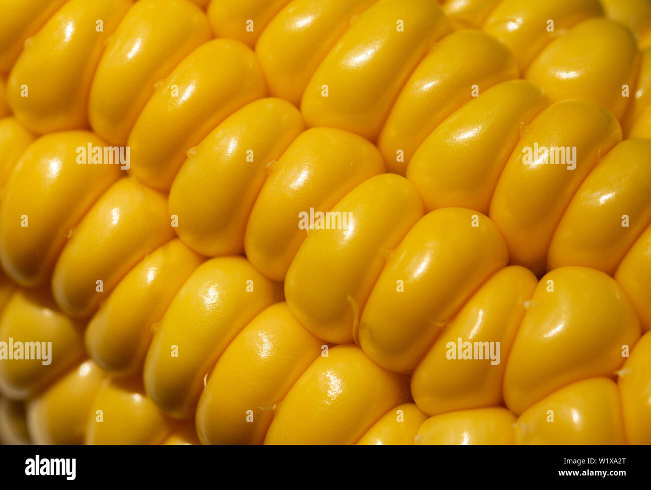 sweet yellow corn background, harvest season, healthy organic nutrition