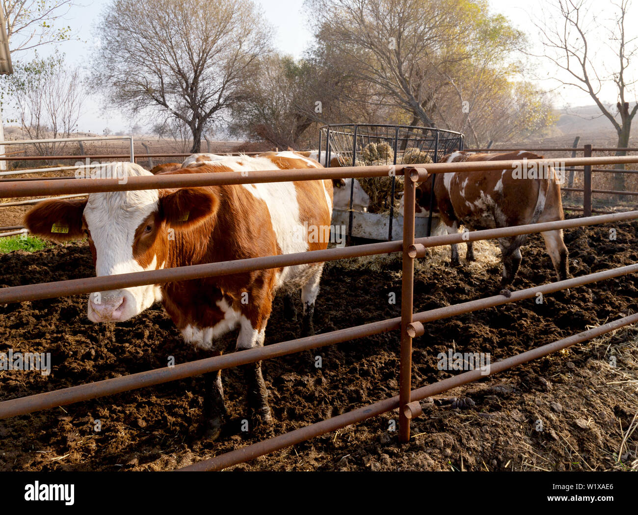 Dairy cows at countryside Stock Photo