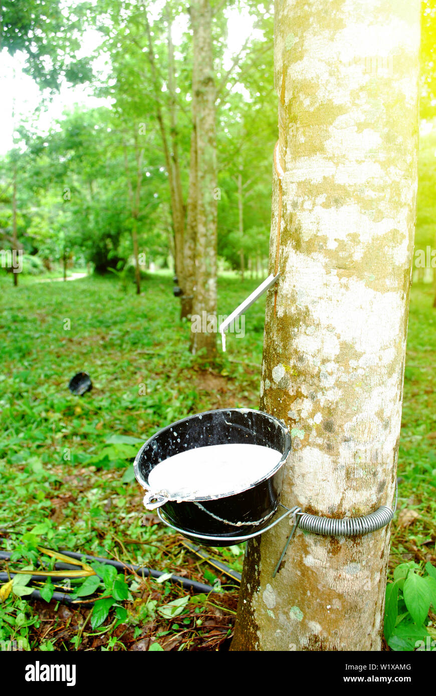 Rubber plantation in Thailand Abundant. Rubber production. Stock Photo