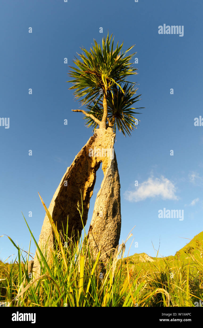 Cabbage trees, Glenburn, Wairapapa, North Island, New Zealand Stock