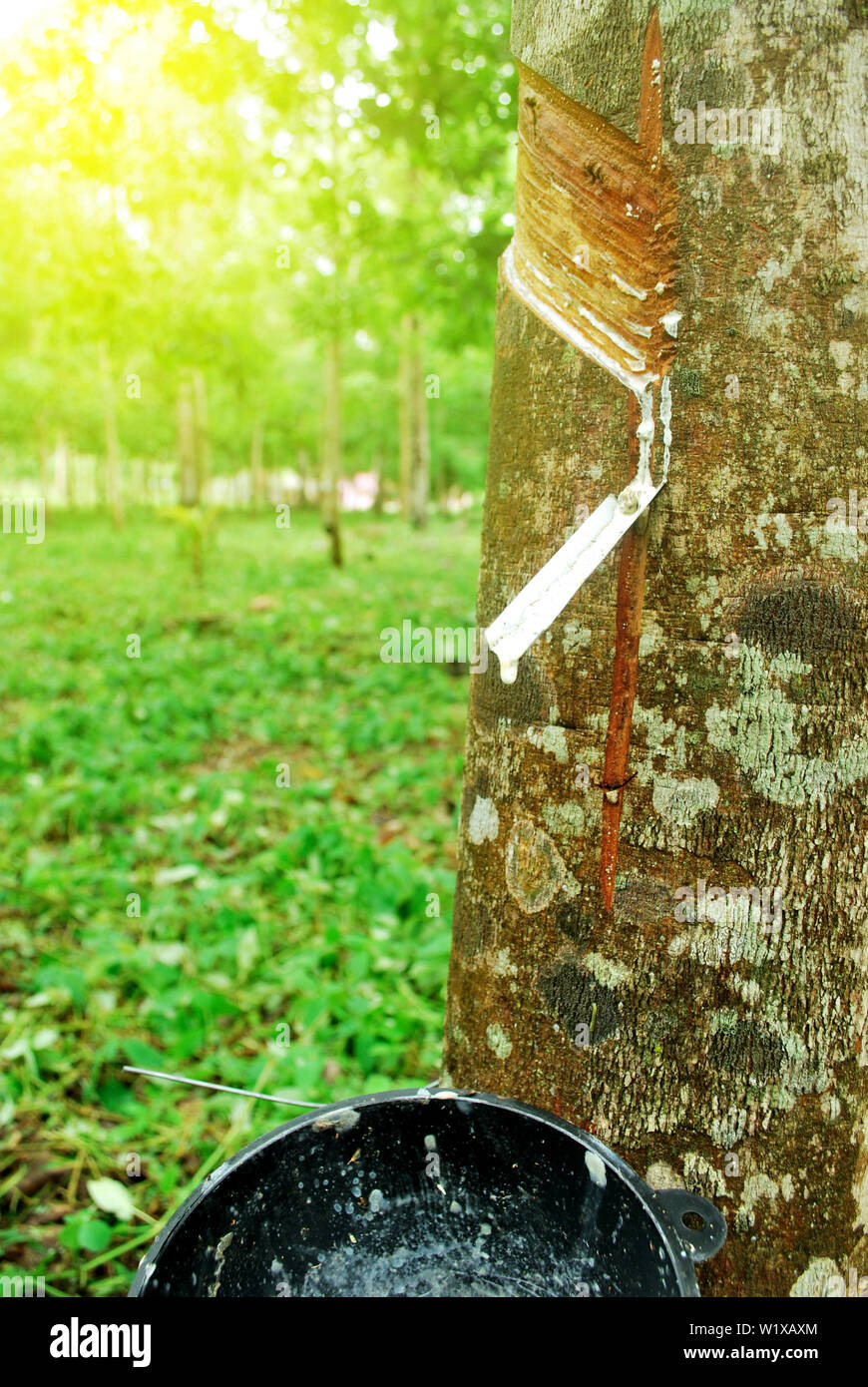 Rubber plantation in Thailand Abundant. Rubber production Stock Photo