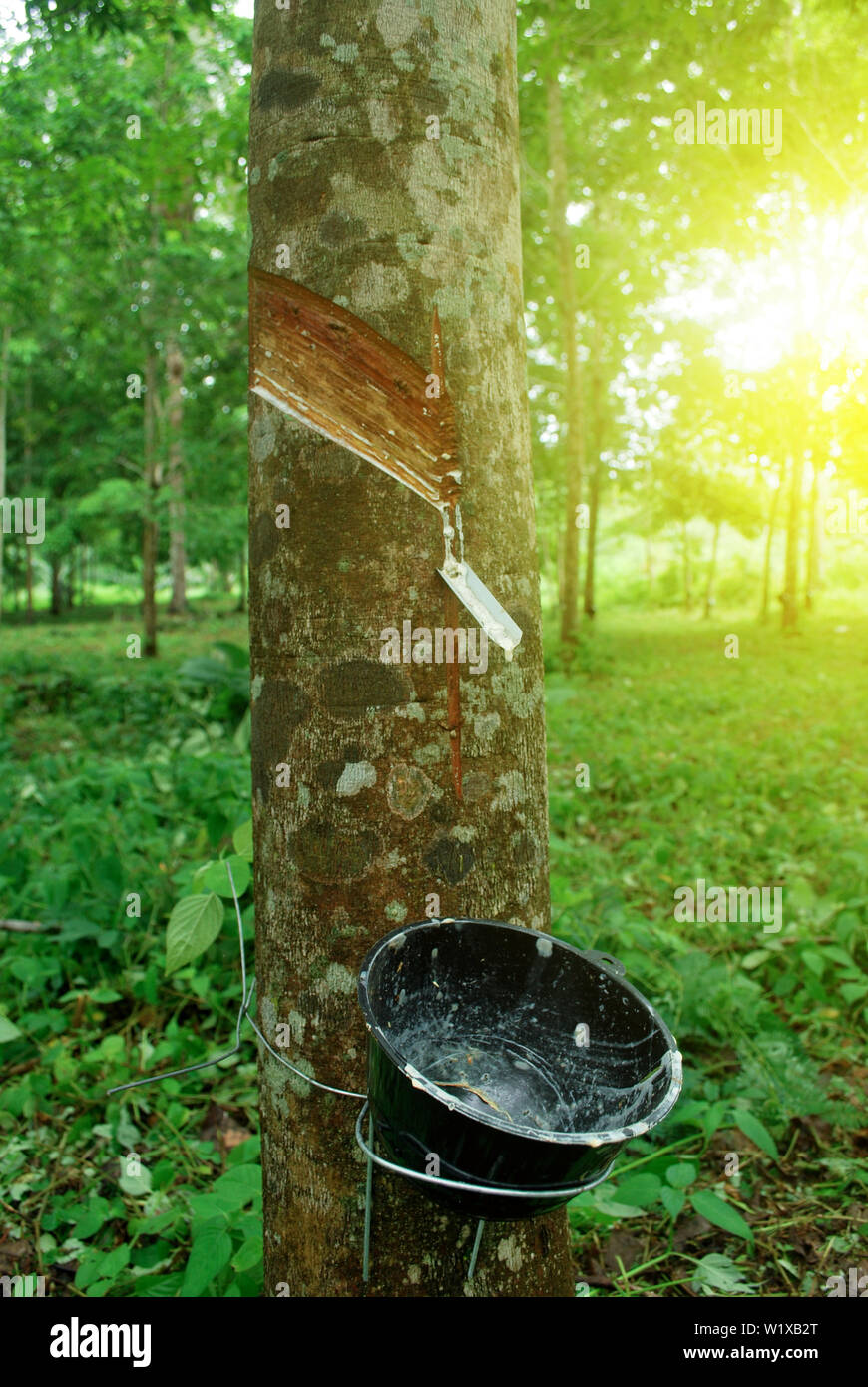 Rubber plantation in Thailand Abundant. Rubber production Stock Photo