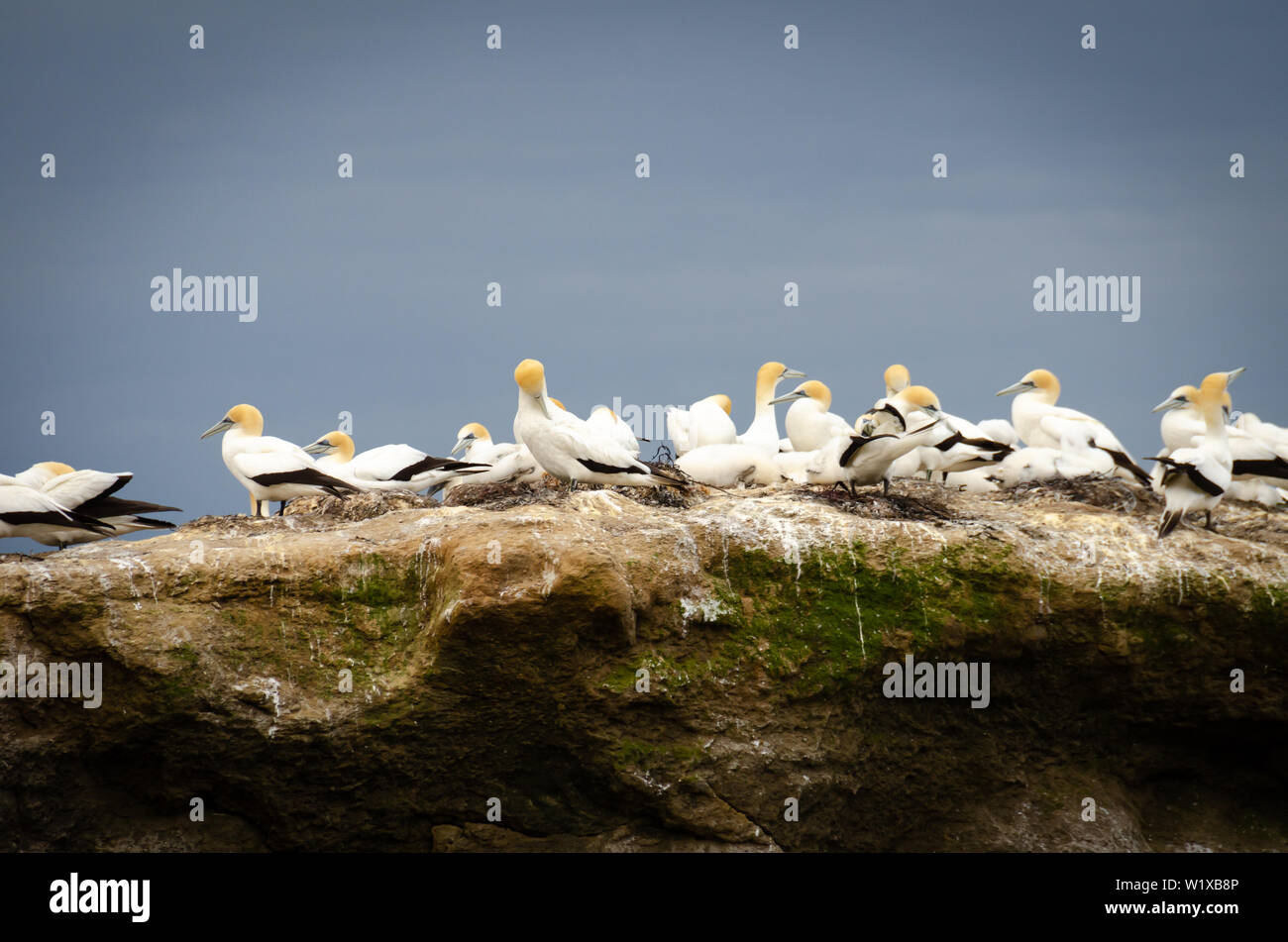 Gannet colony at Cape Kidnappers, Clifton, Hawkes Bay, New Zealand Stock Photo