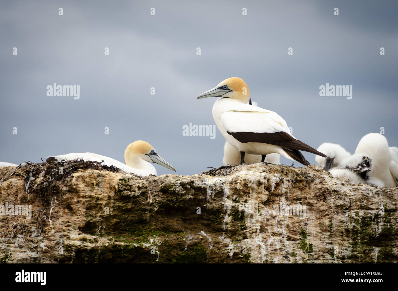 Gannet colony at Cape Kidnappers, Clifton, Hawkes Bay, New Zealand Stock Photo