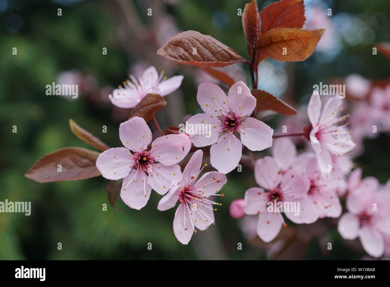 Springs beautiful cherry blossoms in warm and cold light Stock Photo