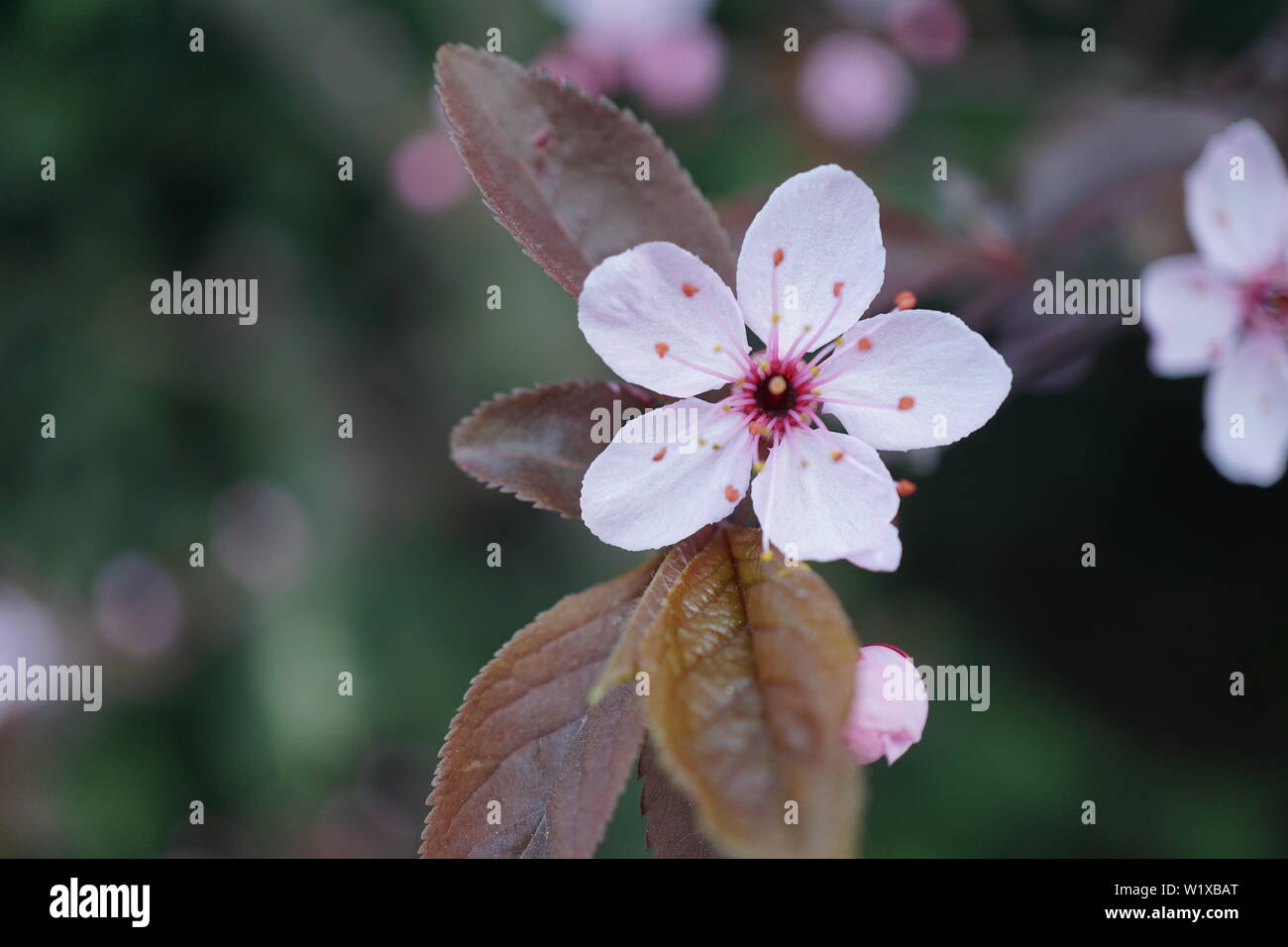 Springs beautiful cherry blossoms in warm and cold light Stock Photo