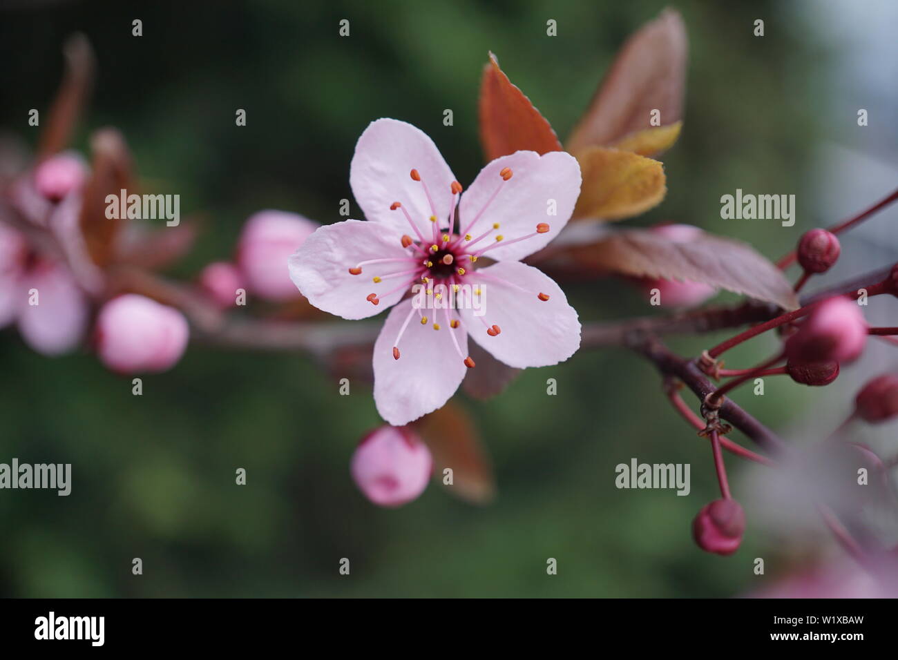 Springs beautiful cherry blossoms in warm and cold light Stock Photo