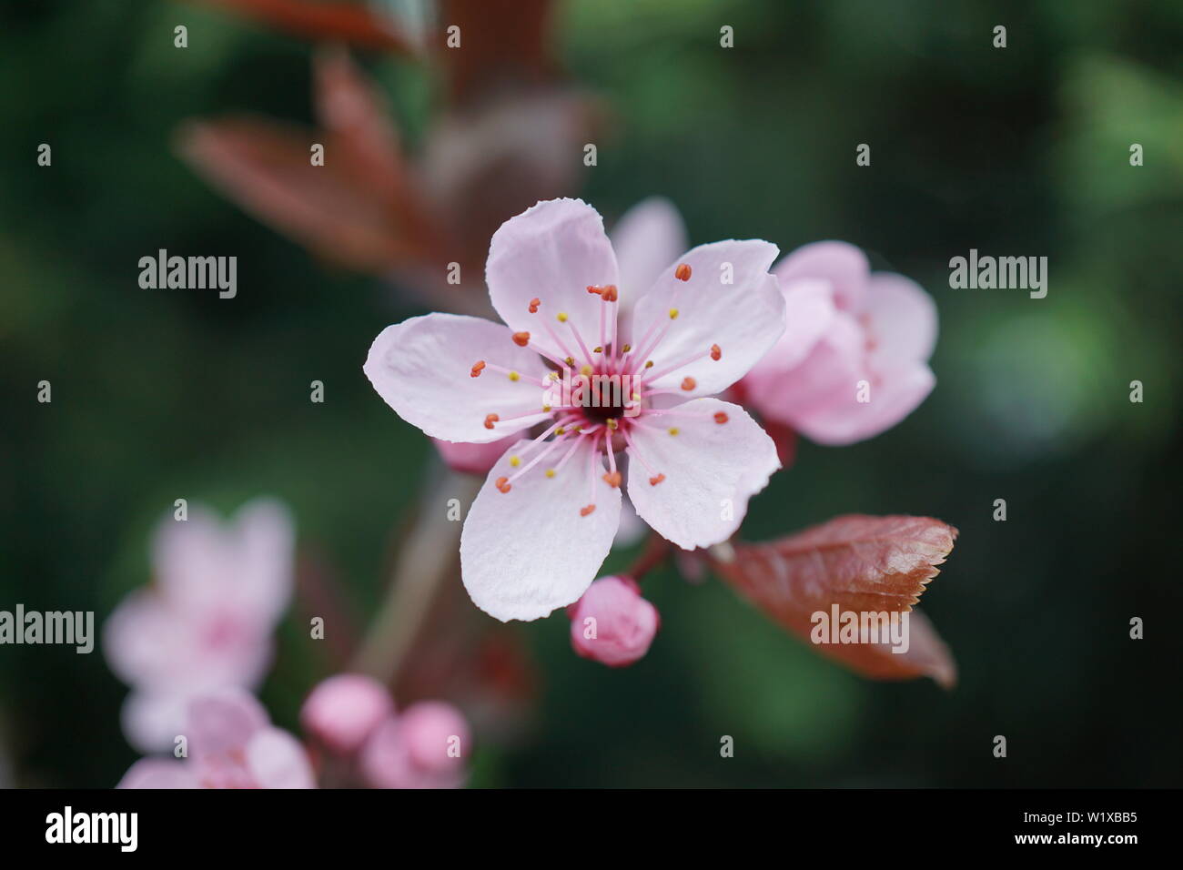 Springs beautiful cherry blossoms in warm and cold light Stock Photo