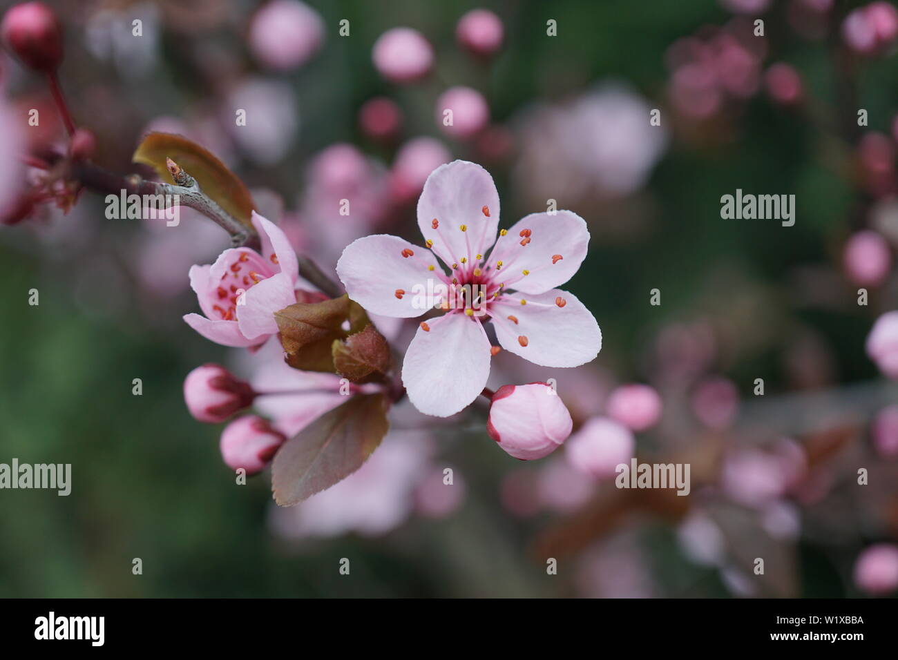 Springs beautiful cherry blossoms in warm and cold light Stock Photo