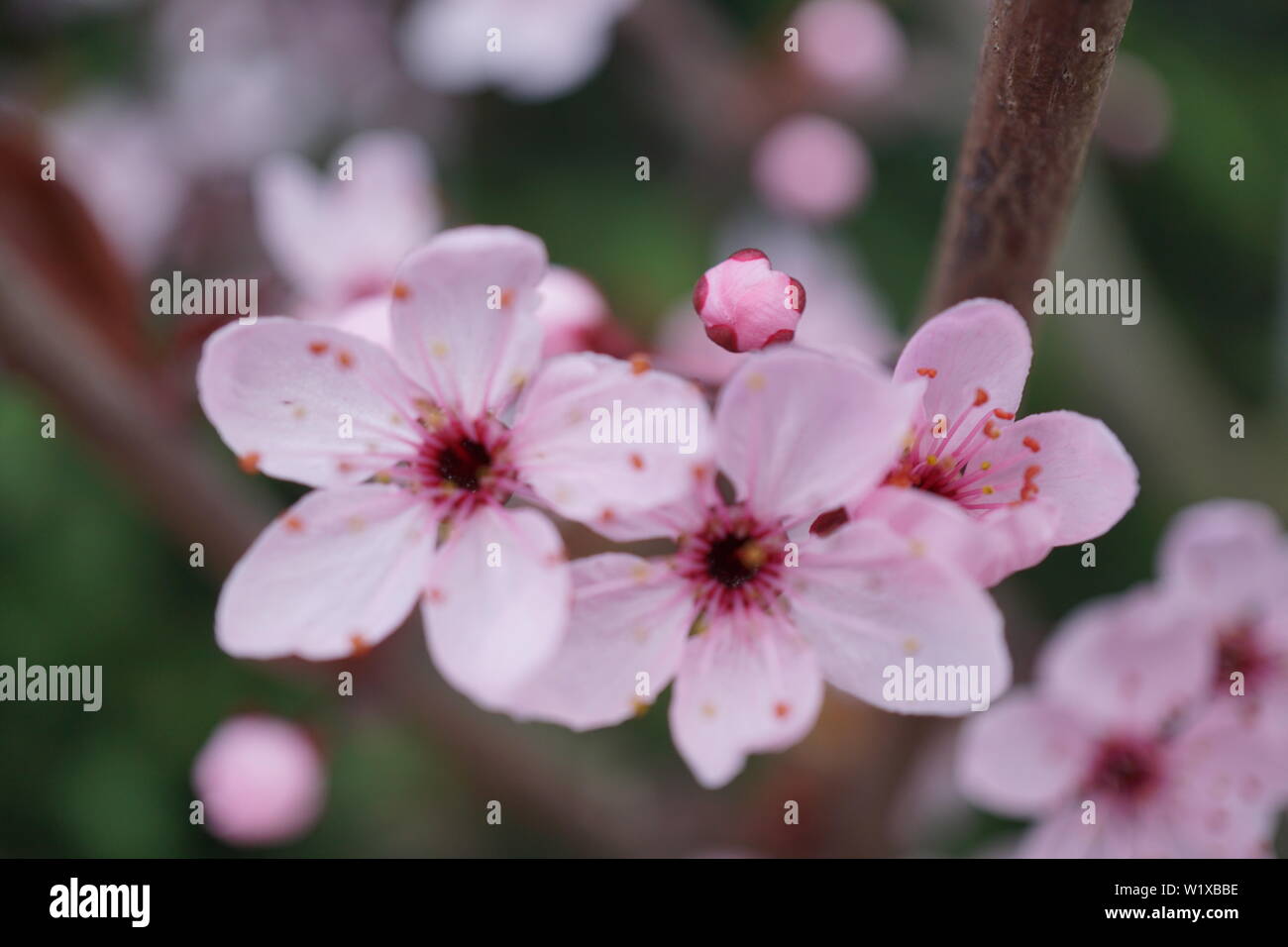 Springs beautiful cherry blossoms in warm and cold light Stock Photo