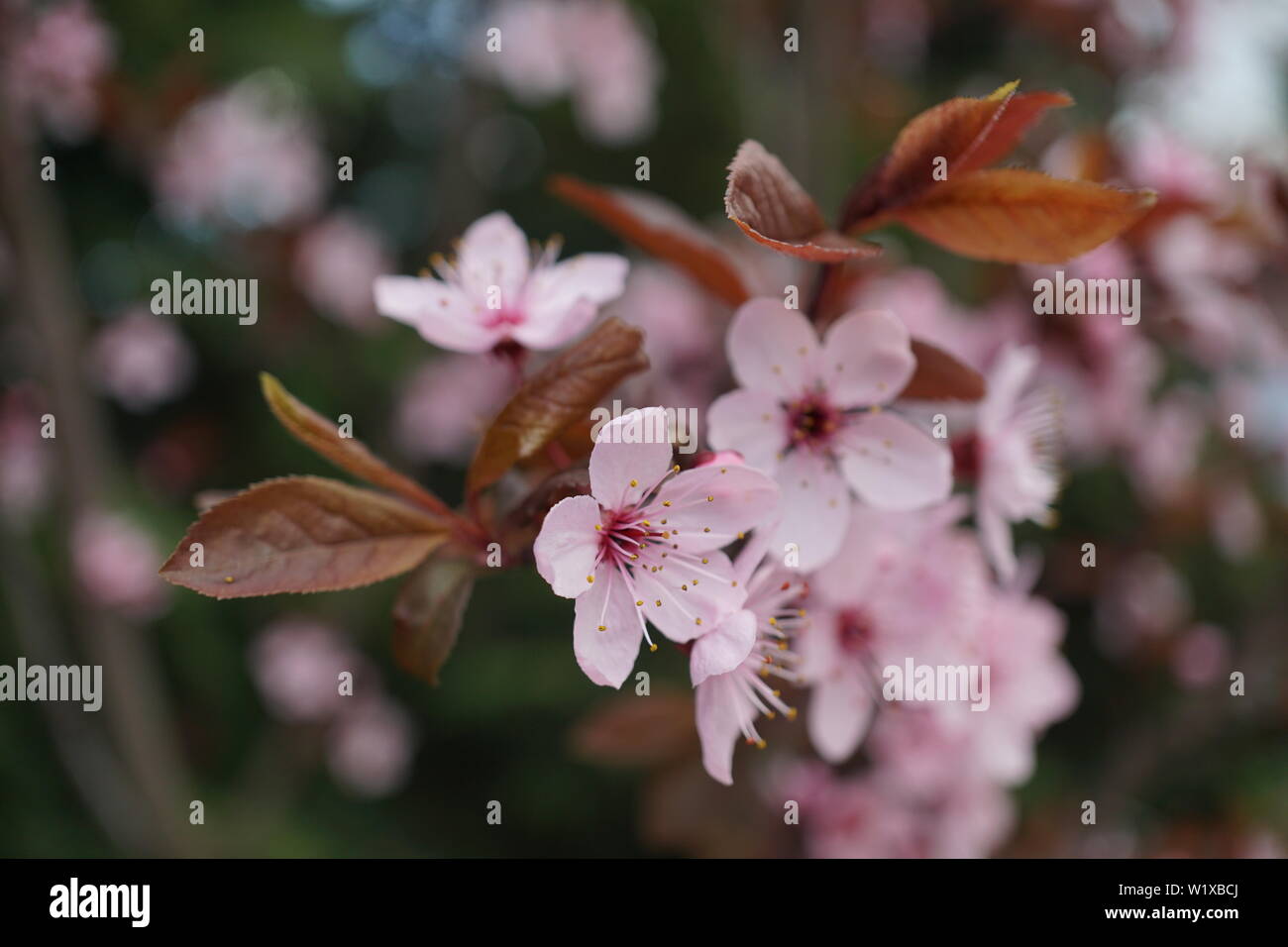 Springs beautiful cherry blossoms in warm and cold light Stock Photo