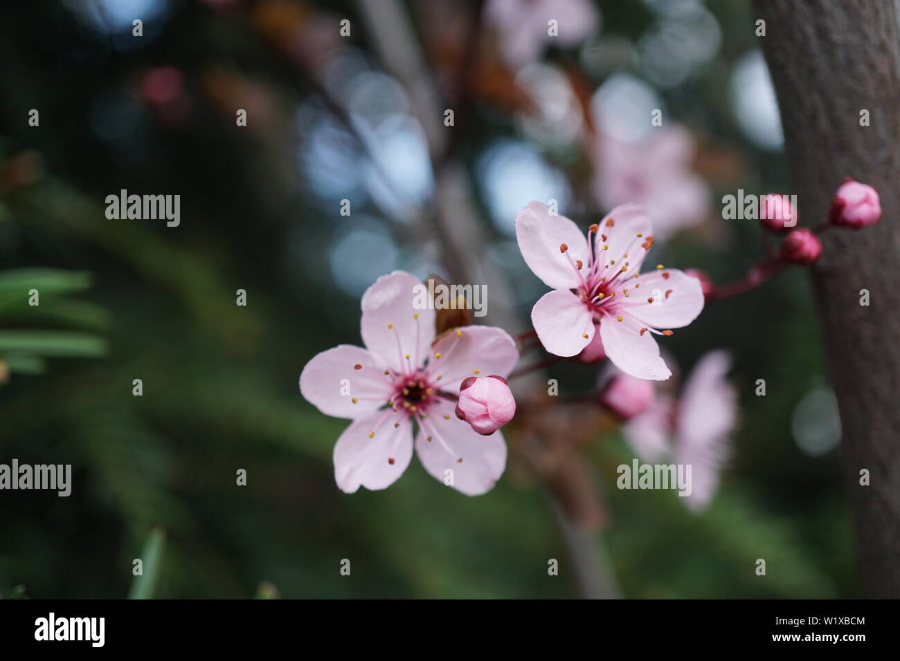 Springs beautiful cherry blossoms in warm and cold light Stock Photo