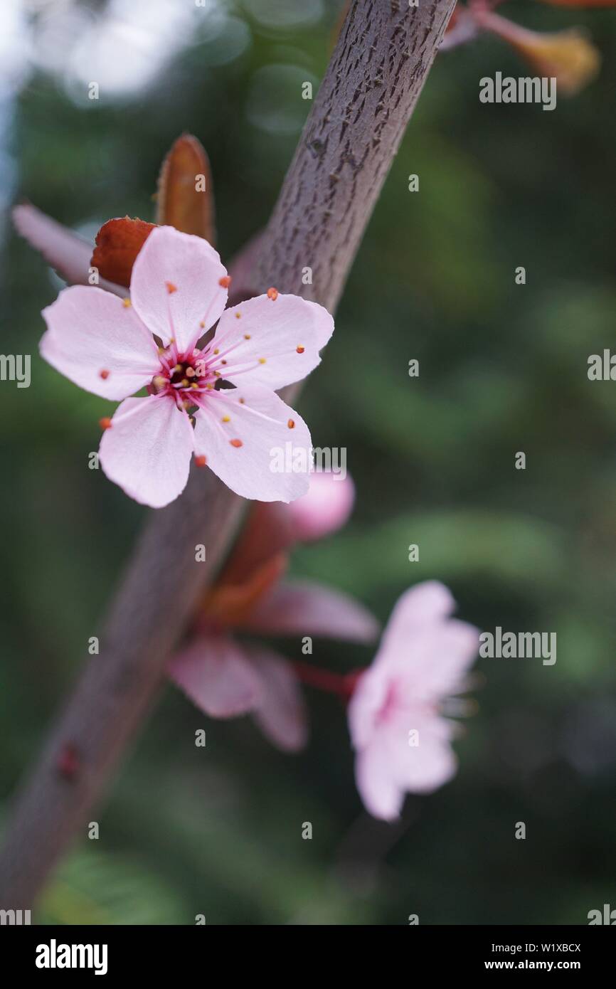 Springs beautiful cherry blossoms in warm and cold light Stock Photo