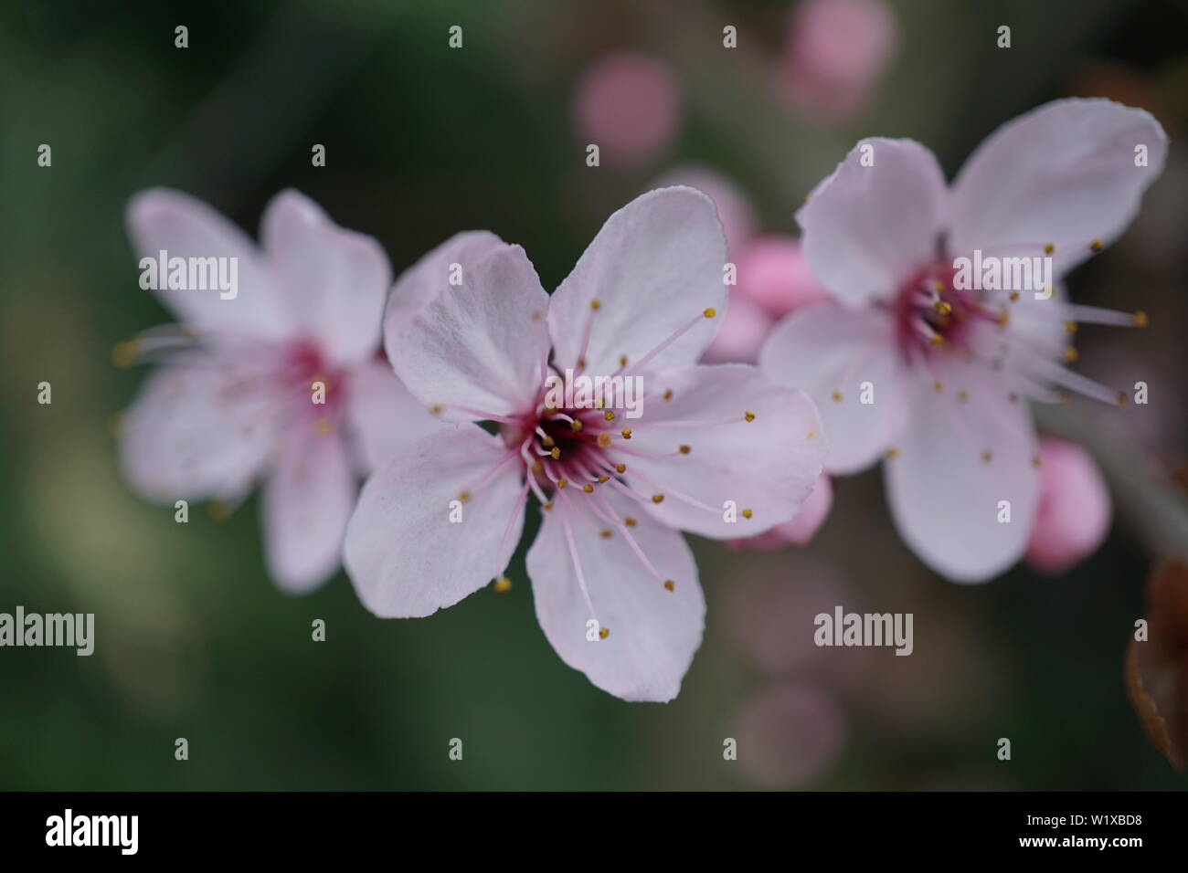 Springs beautiful cherry blossoms in warm and cold light Stock Photo