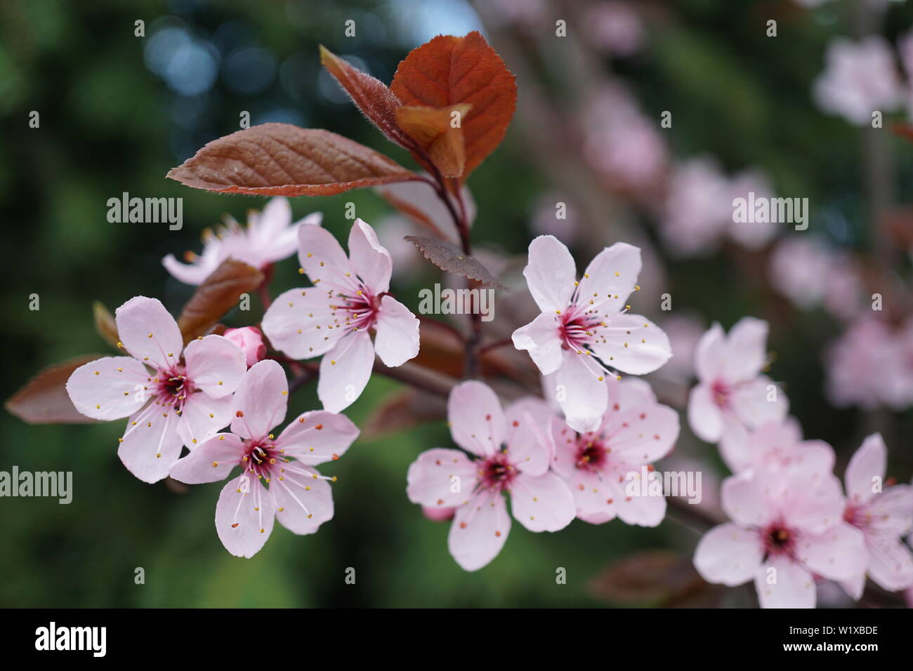 Springs beautiful cherry blossoms in warm and cold light Stock Photo