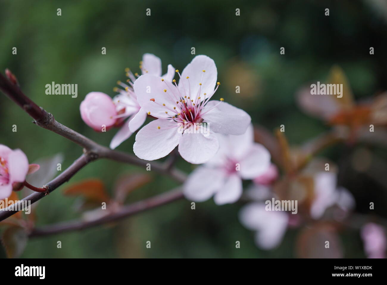 Springs beautiful cherry blossoms in warm and cold light Stock Photo