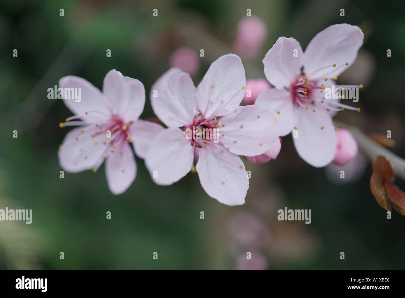 Springs beautiful cherry blossoms in warm and cold light Stock Photo