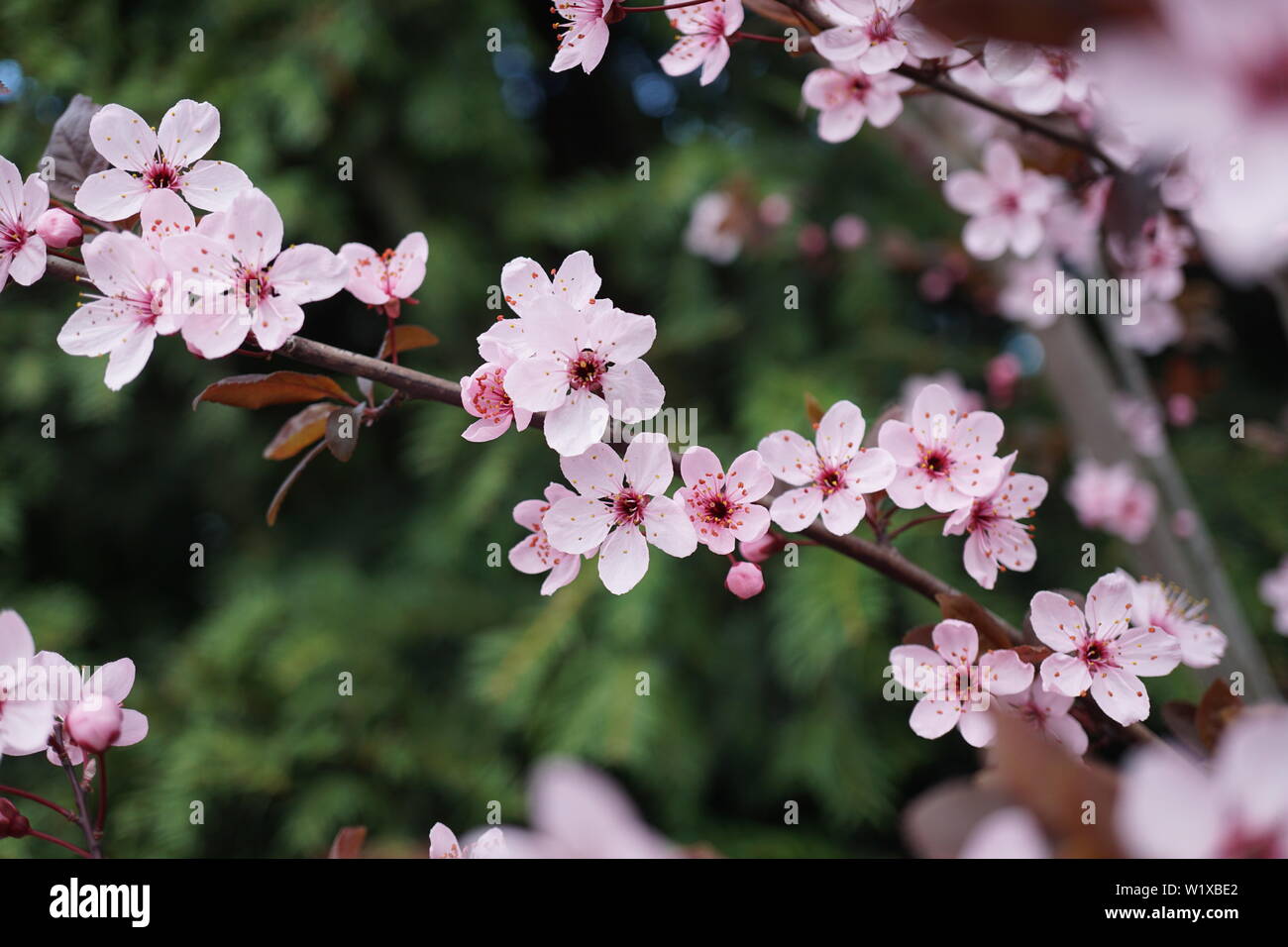 Springs beautiful cherry blossoms in warm and cold light Stock Photo