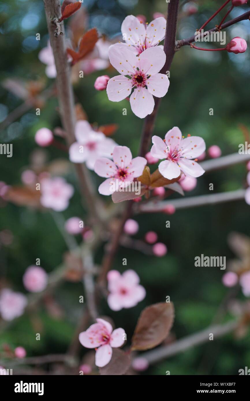 Springs beautiful cherry blossoms in warm and cold light Stock Photo