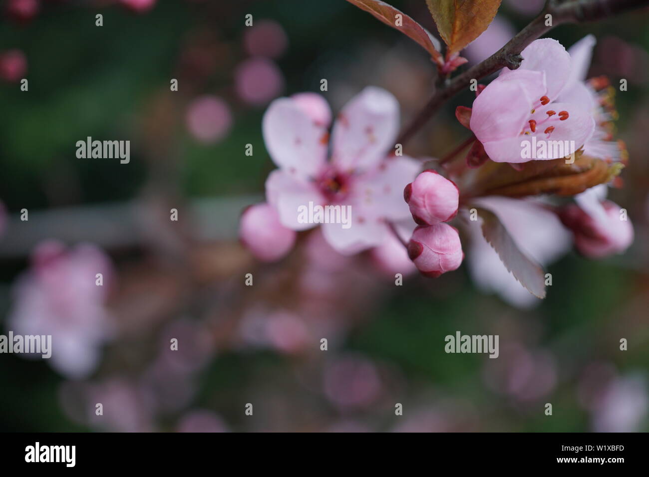 Springs beautiful cherry blossoms in warm and cold light Stock Photo