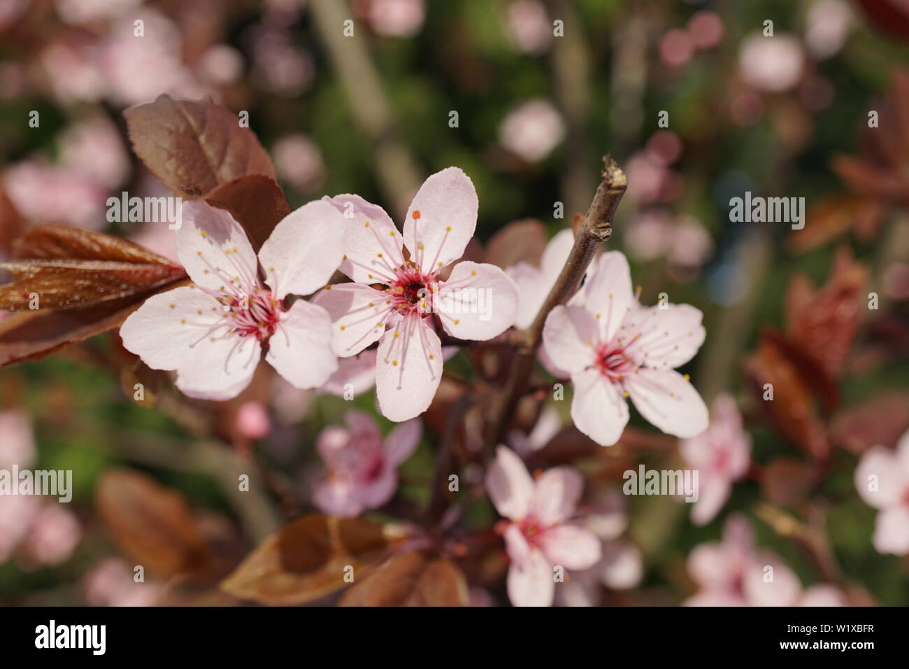 Springs beautiful cherry blossoms in warm and cold light Stock Photo