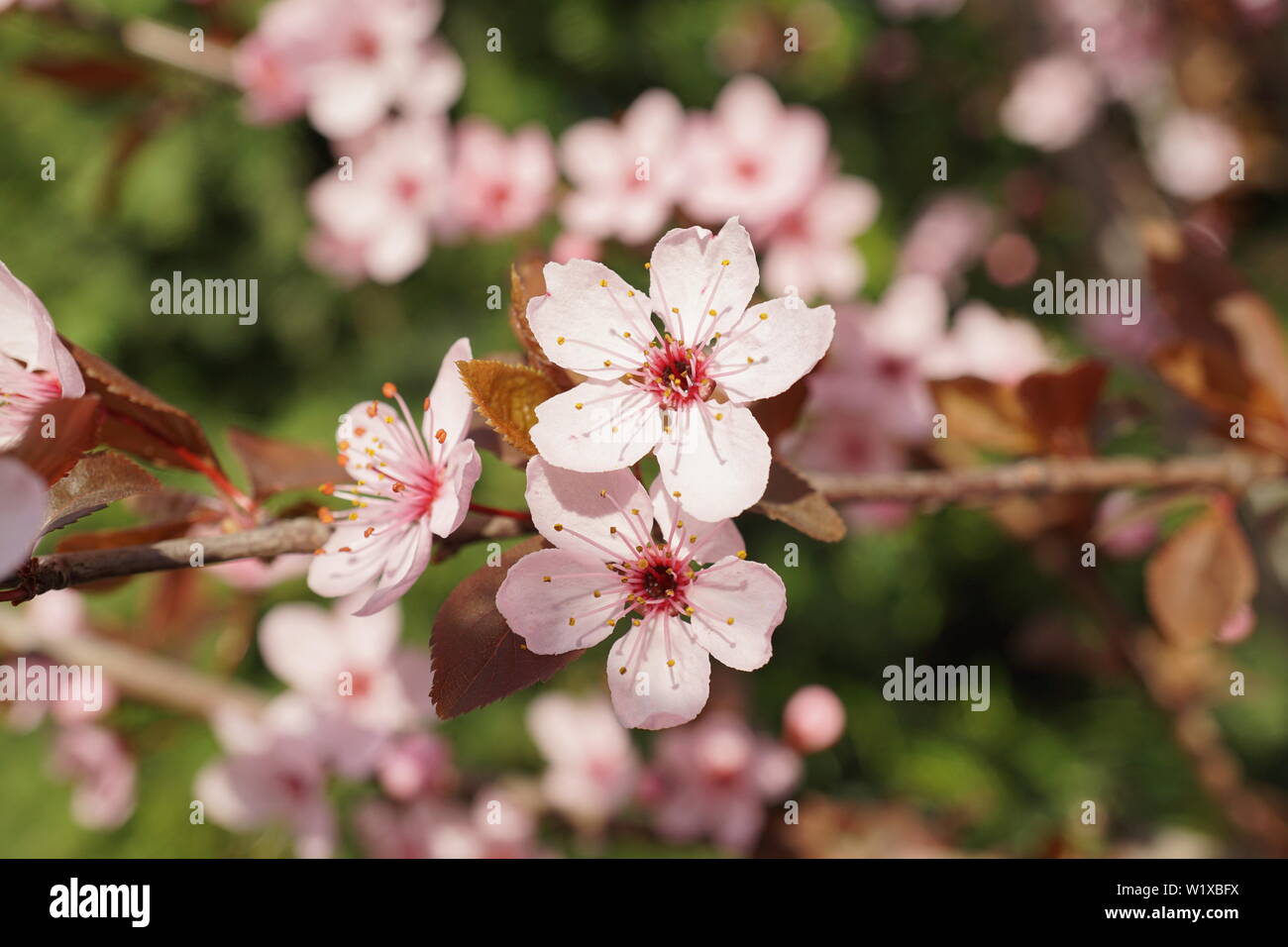 Springs beautiful cherry blossoms in warm and cold light Stock Photo