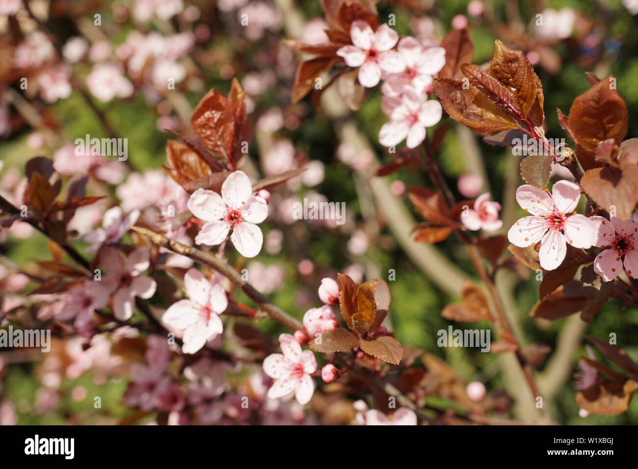 Springs beautiful cherry blossoms in warm and cold light Stock Photo