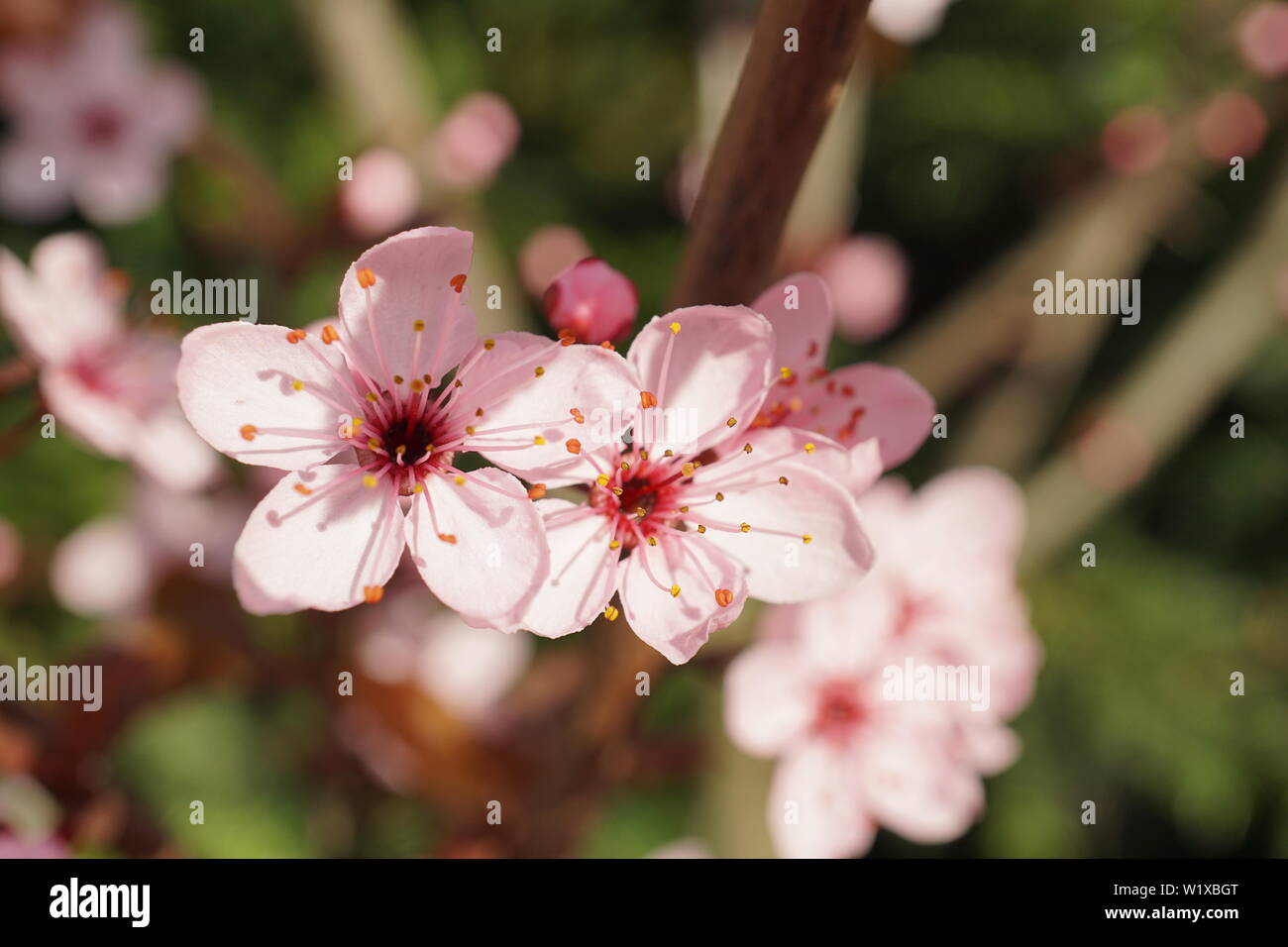 Springs beautiful cherry blossoms in warm and cold light Stock Photo