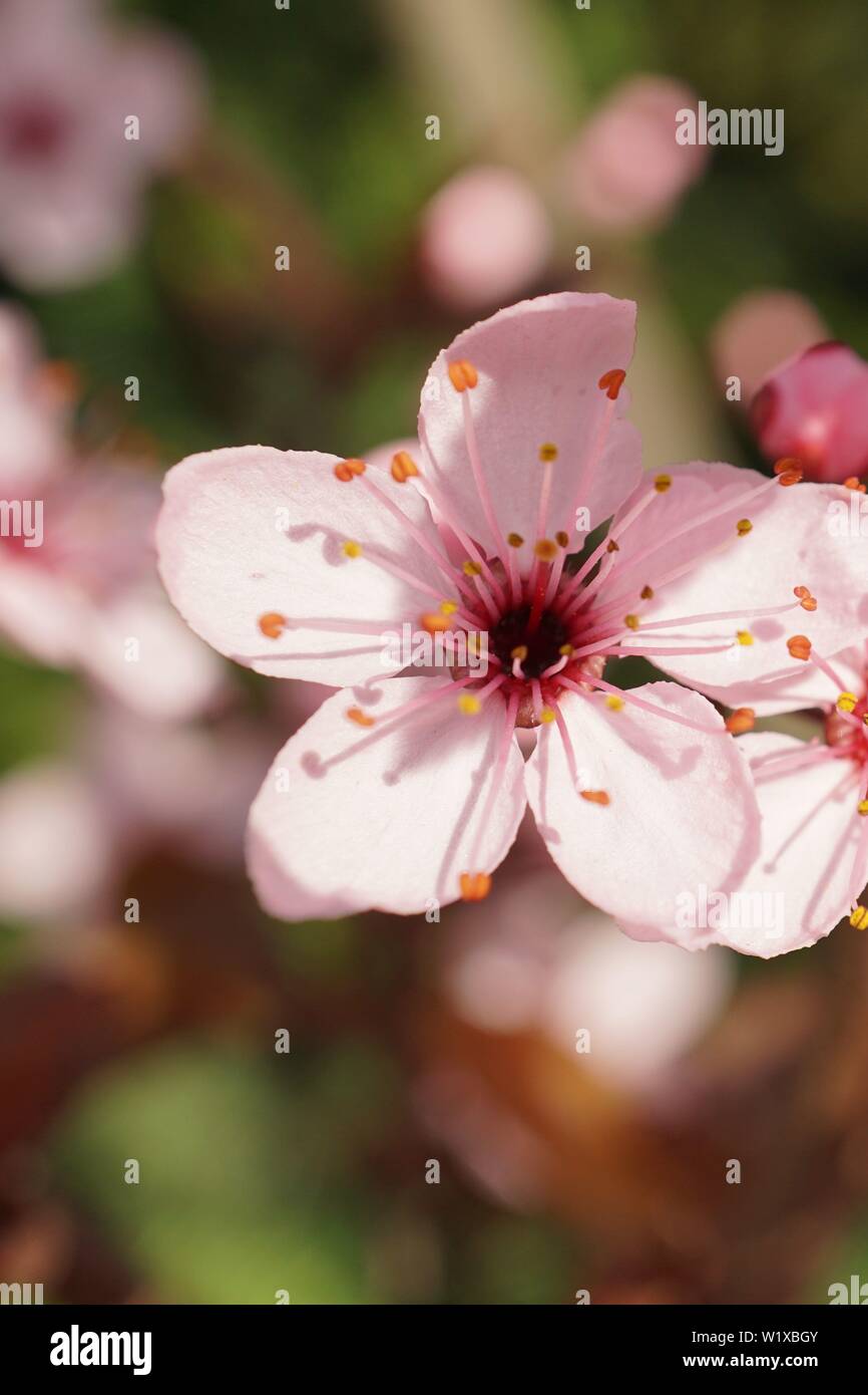 Springs beautiful cherry blossoms in warm and cold light Stock Photo