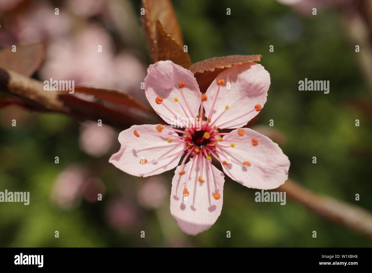 Springs beautiful cherry blossoms in warm and cold light Stock Photo