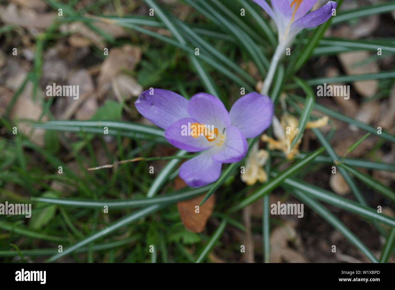 German spring flowers Stock Photo