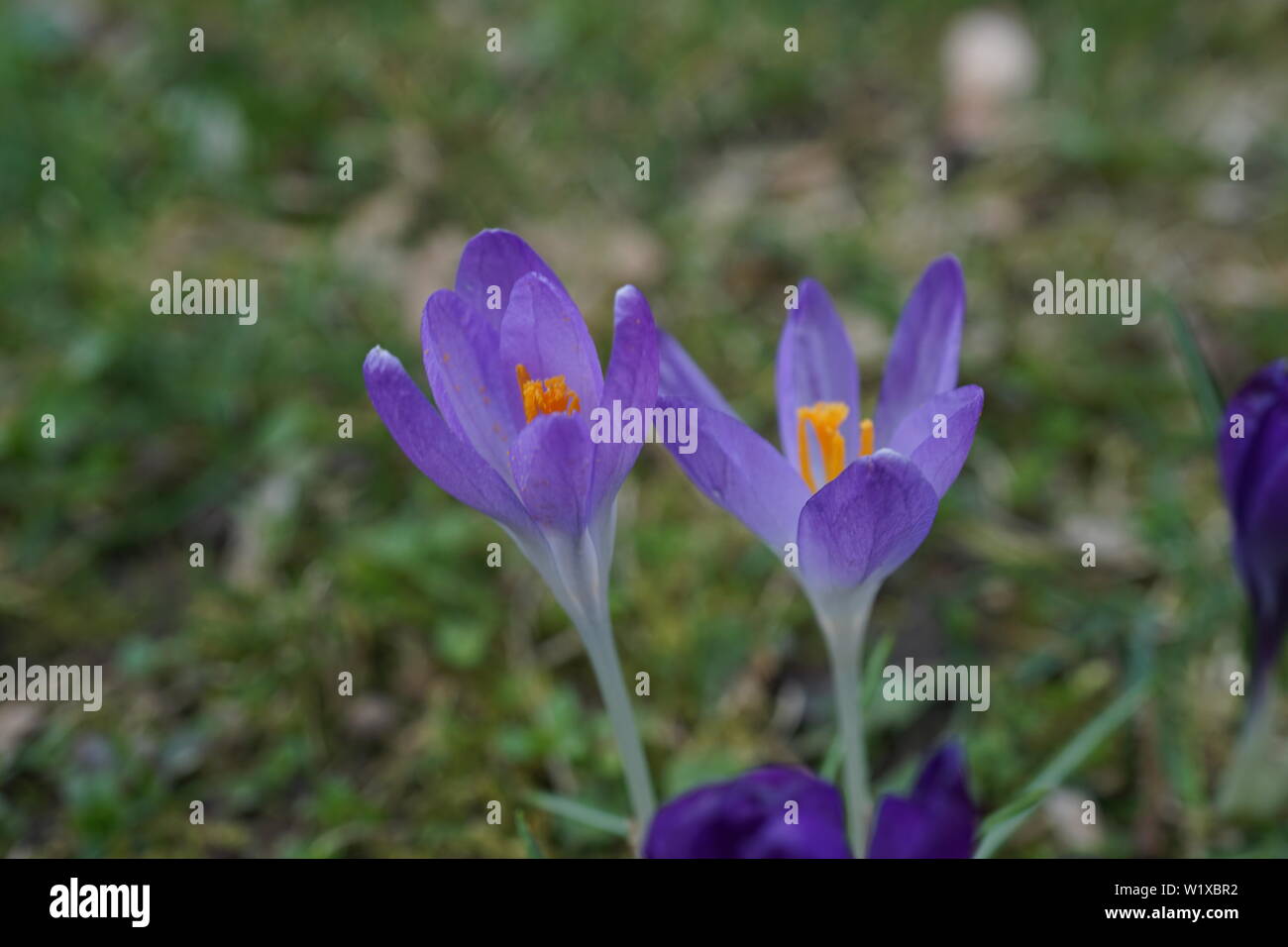 German spring flowers Stock Photo