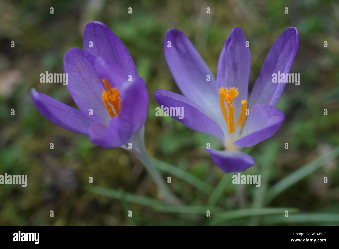 German spring flowers Stock Photo