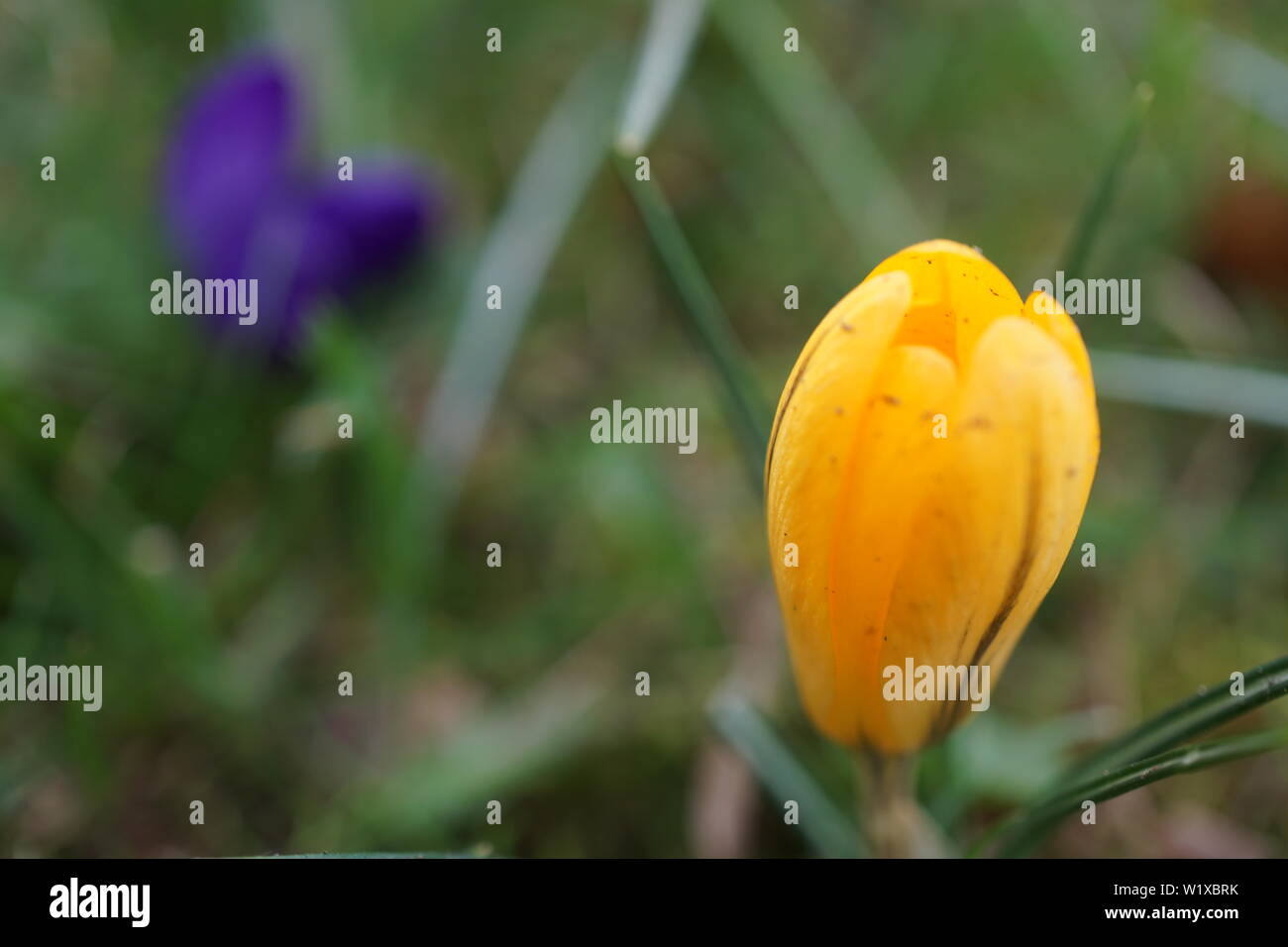 German spring flowers Stock Photo Alamy
