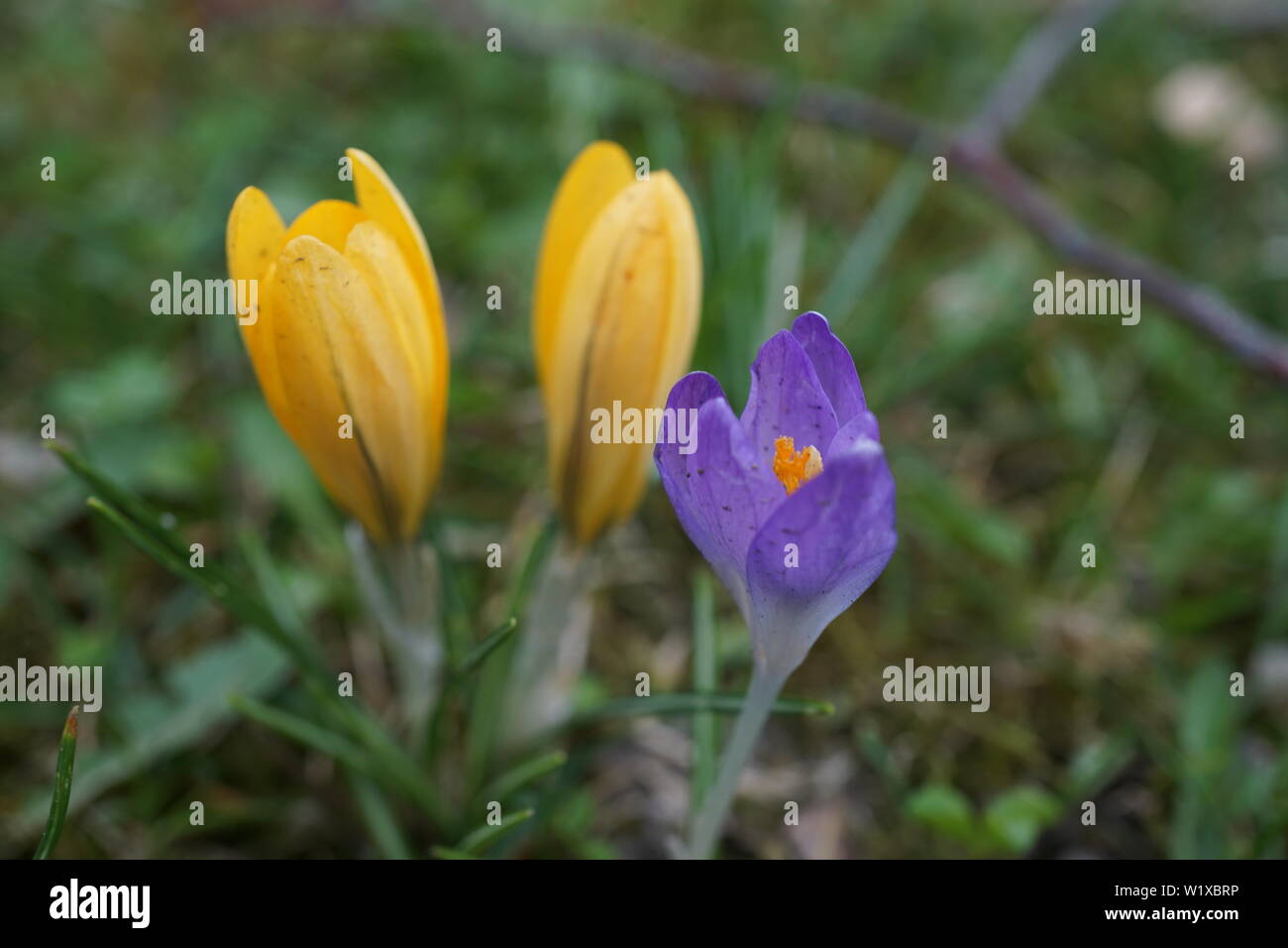 German spring flowers Stock Photo