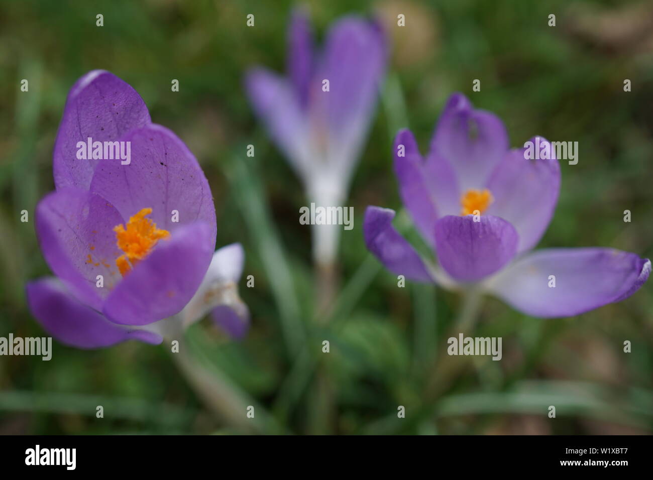 German spring flowers Stock Photo - Alamy
