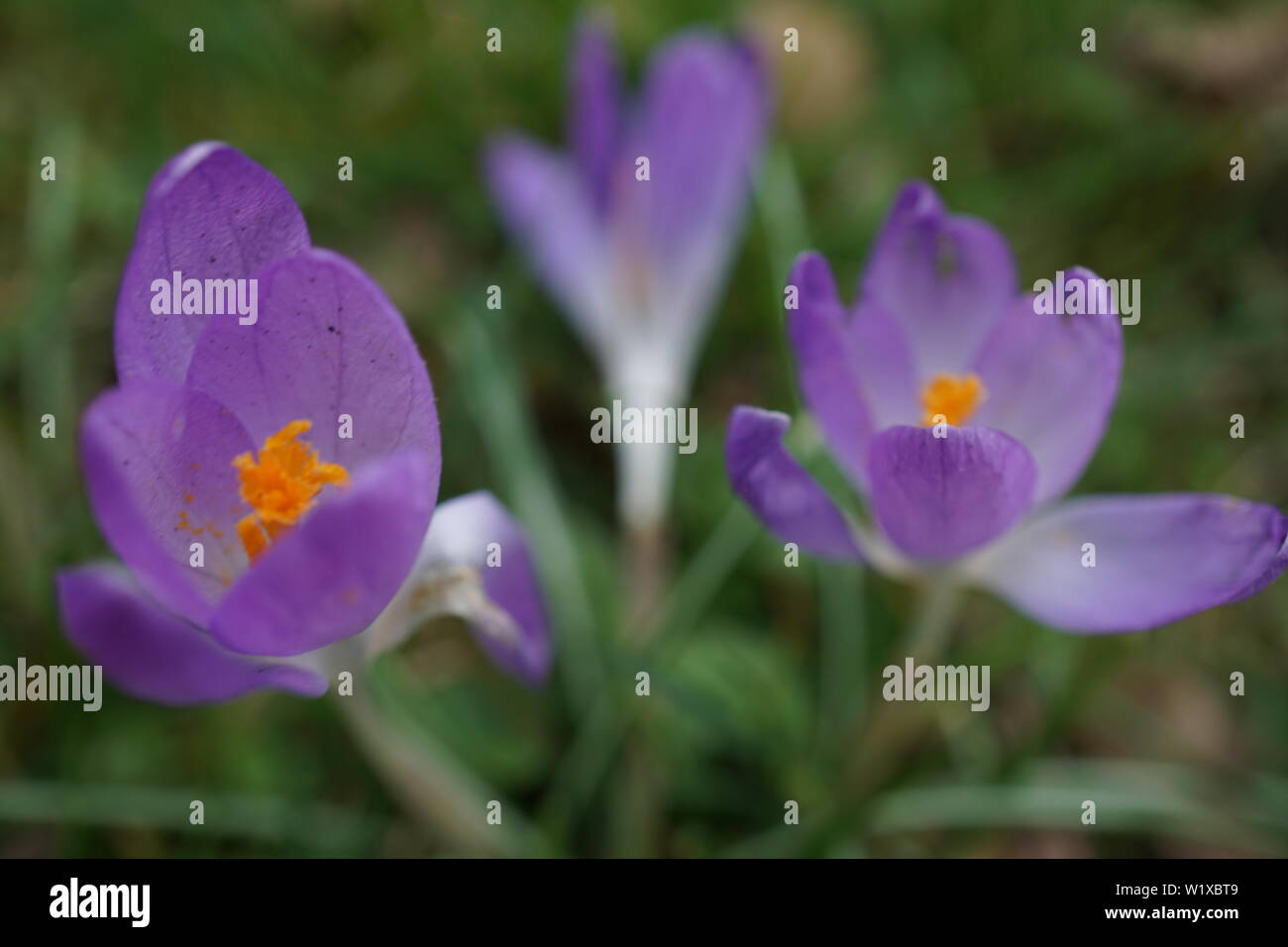 German spring flowers Stock Photo