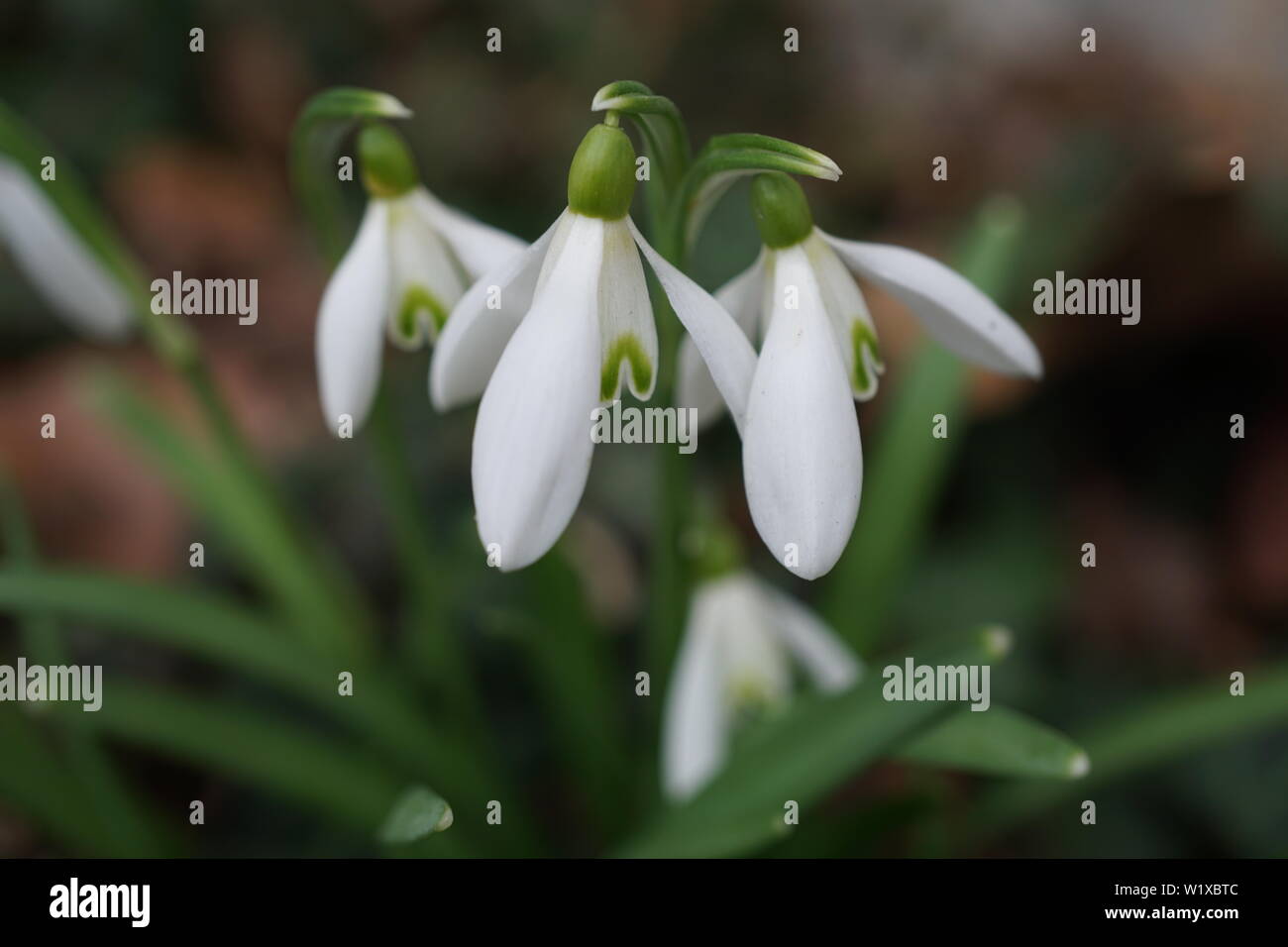 German spring flowers Stock Photo Alamy