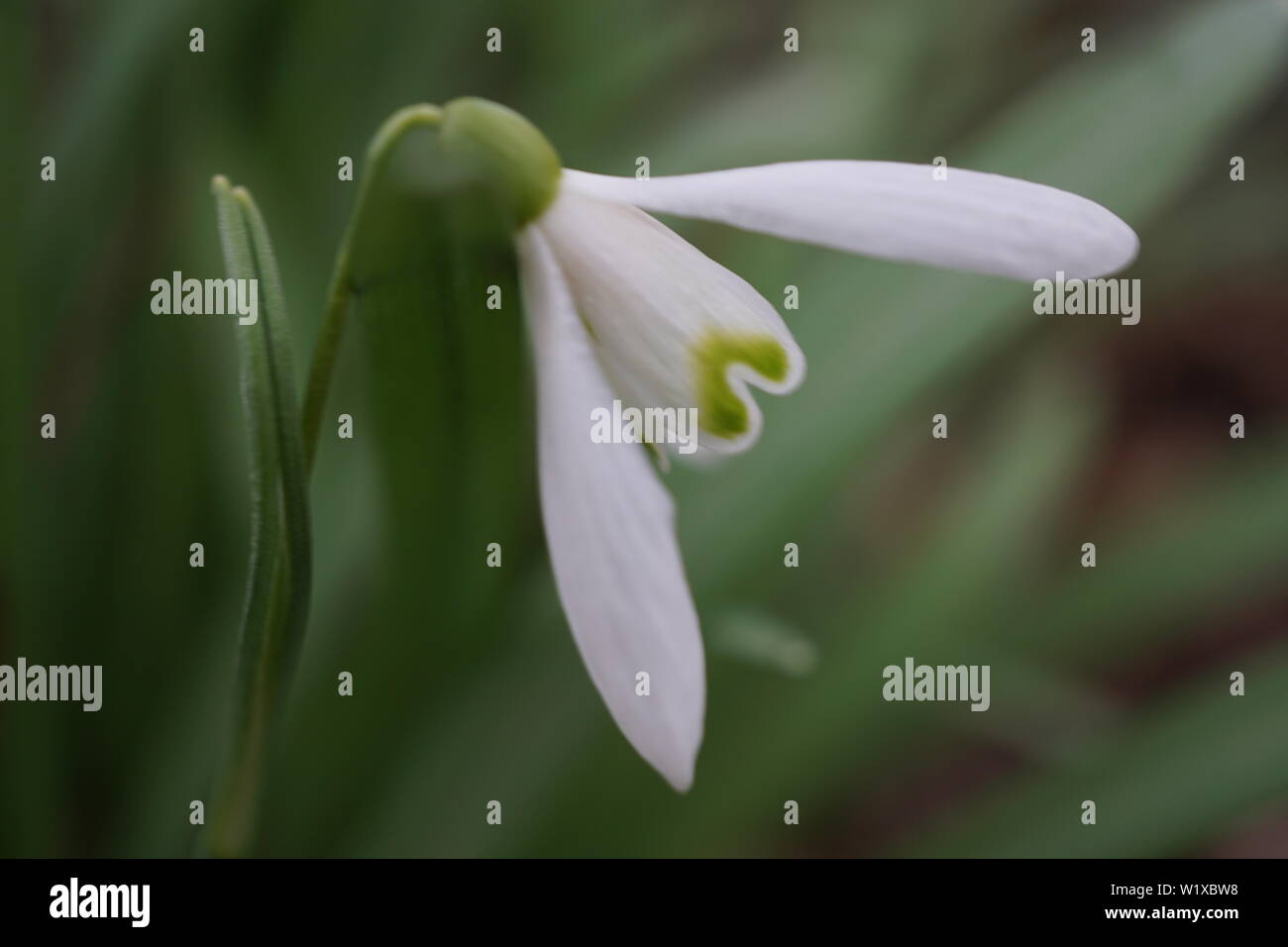 German spring flowers Stock Photo - Alamy