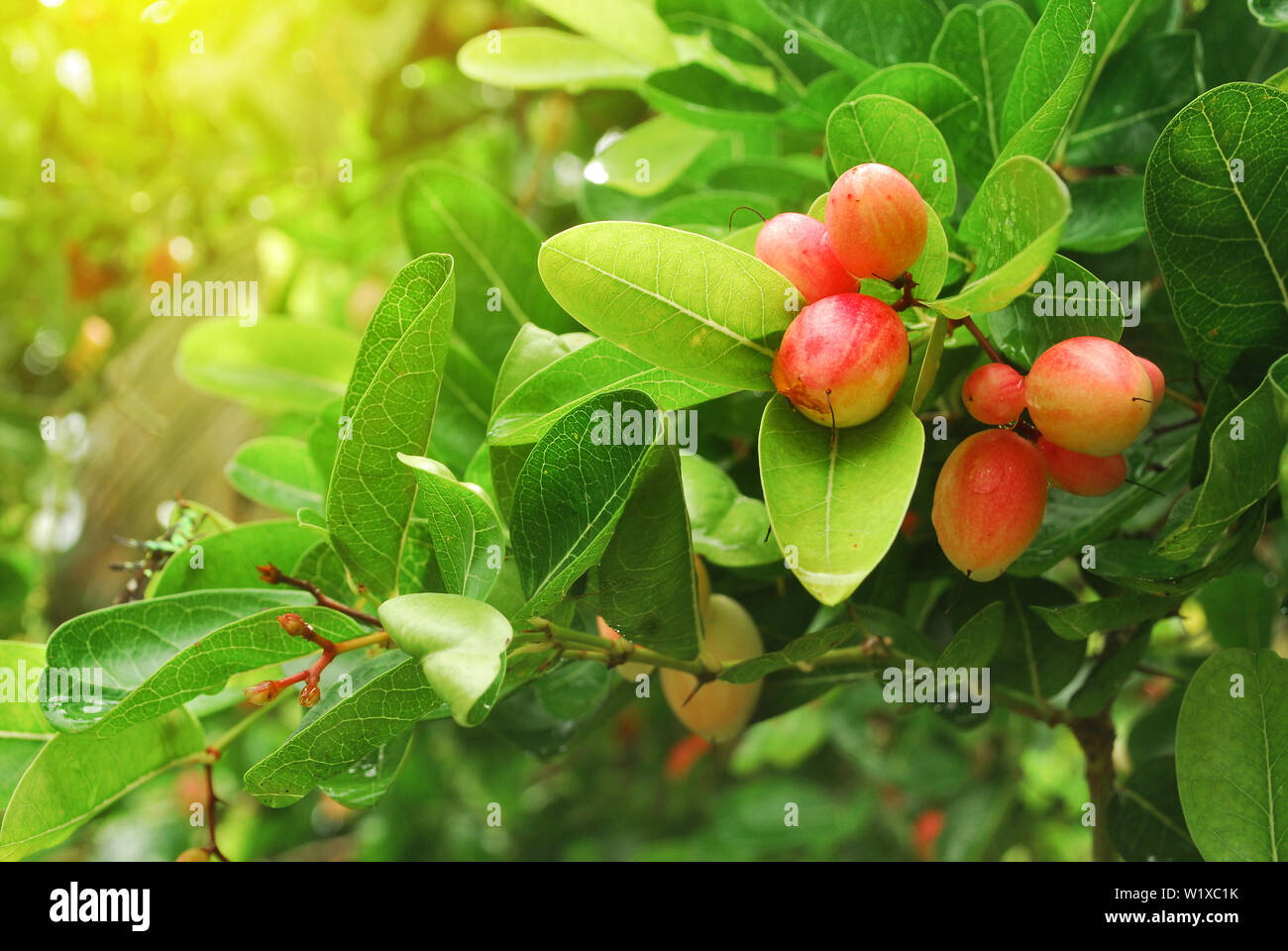 Bengal-Currants Helps to repair the body and helps to cure diseases. Stock Photo