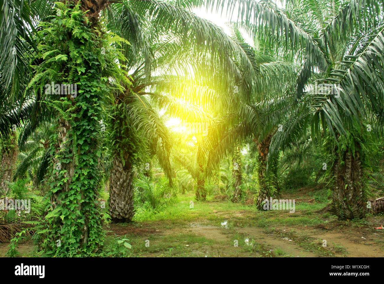 Palm plantation renewable fuel source.Palm oil Stock Photo Alamy