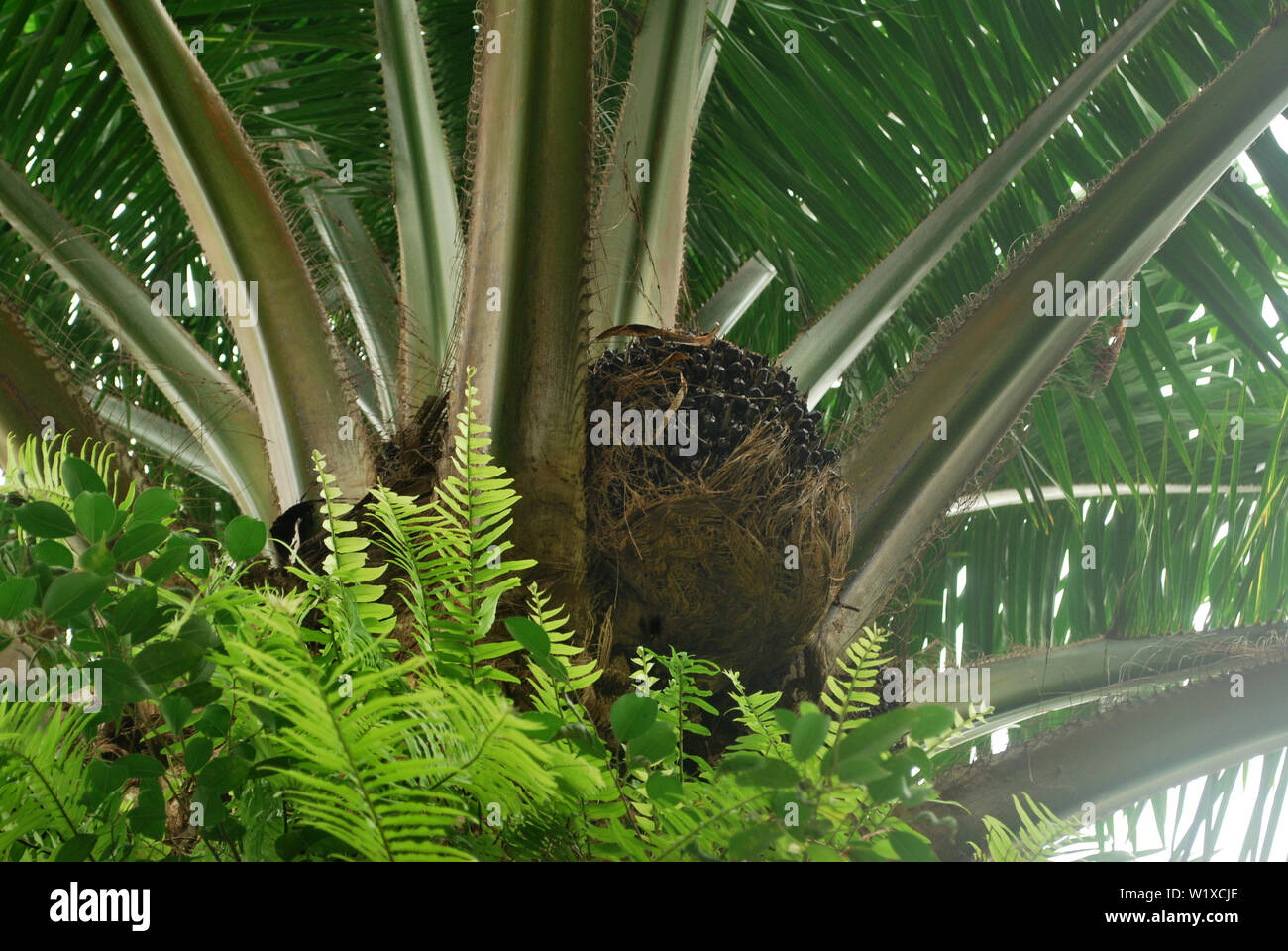 Palm plantation renewable fuel source.Palm oil Stock Photo Alamy