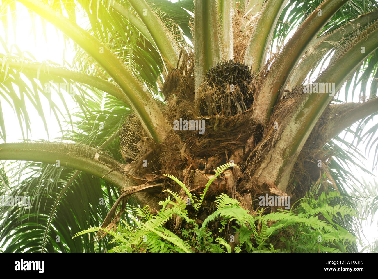 Palm plantation renewable fuel source.Palm oil Stock Photo Alamy