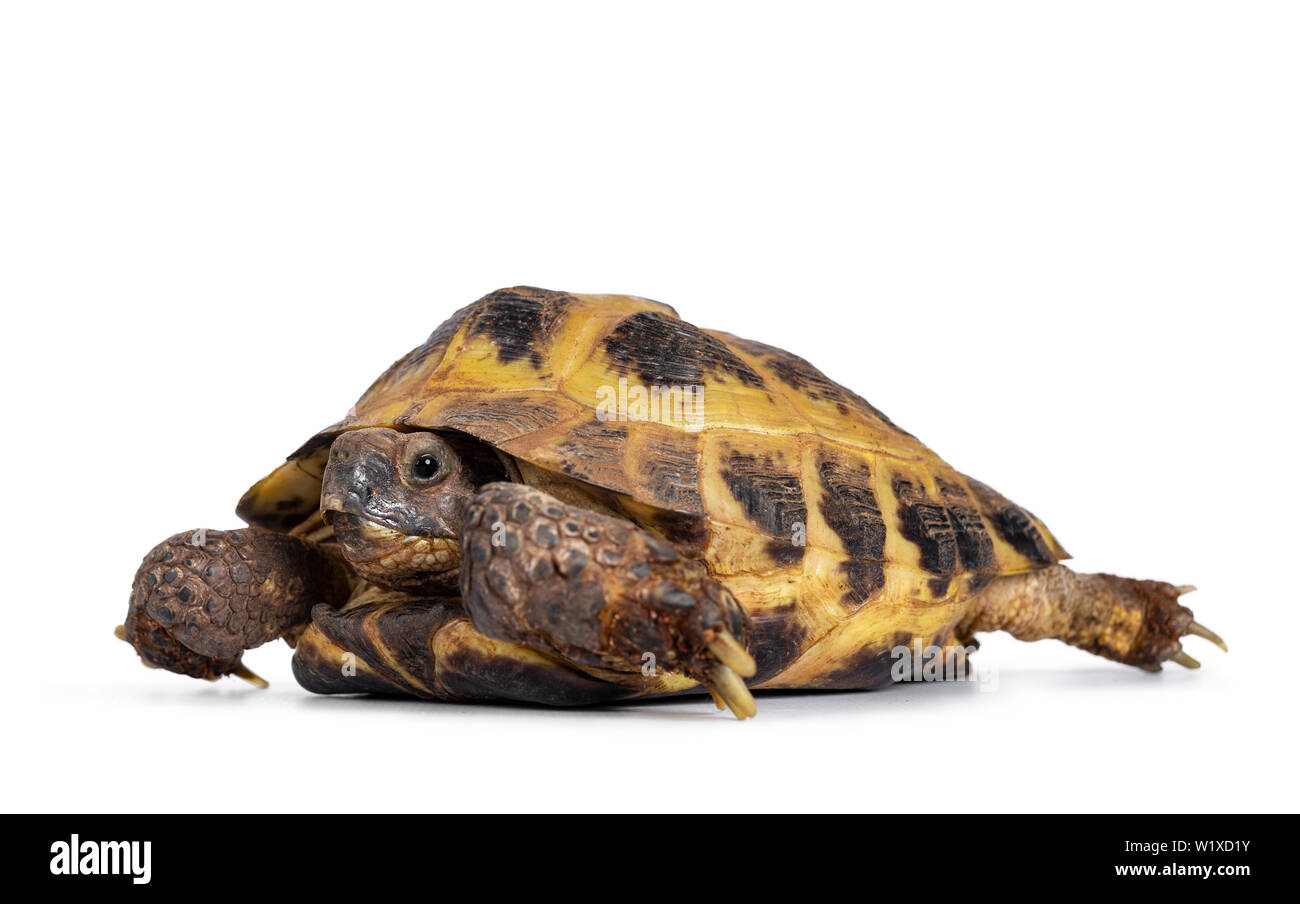 Detailed shot of a Russian Tortoise / turtle, laying /  moving side ways. Looking at camera. Isolated on a white background. Stock Photo